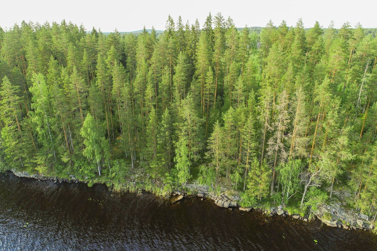 Saaren kivisestä rantaviivasta alkaa kesäinen sekametsä. Ilmakuva.
