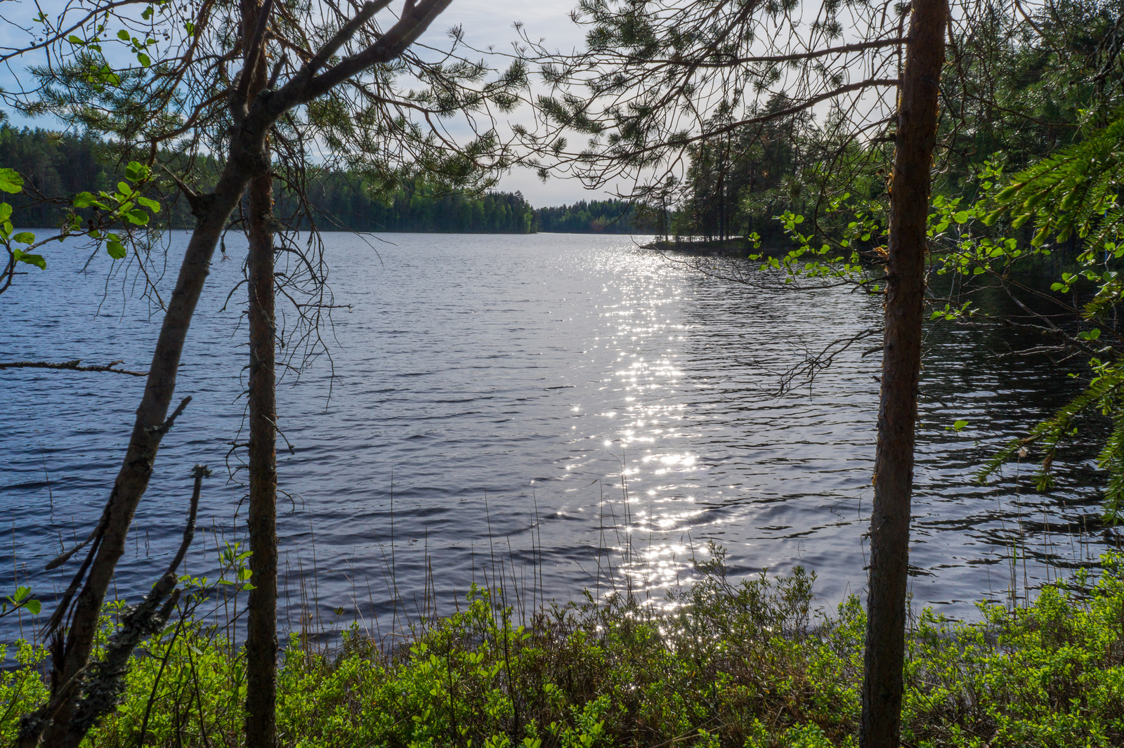 Rantapuut reunustavat kesäistä järvimaisemaa. Vesi kimmeltää auringonvalossa.