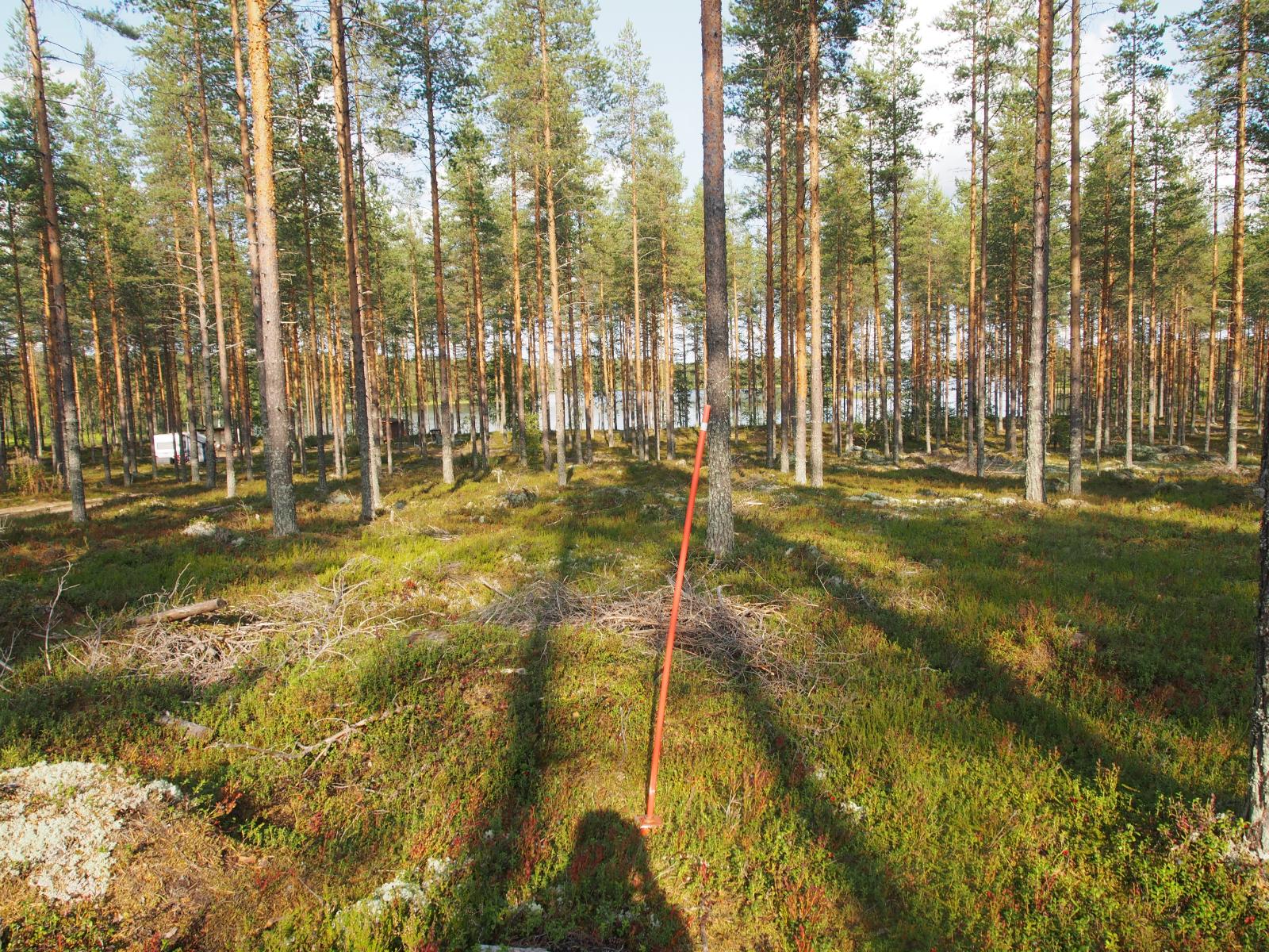 Aurinko paistaa avaraan mäntymetsään, jonka takana häämöttää järvi-