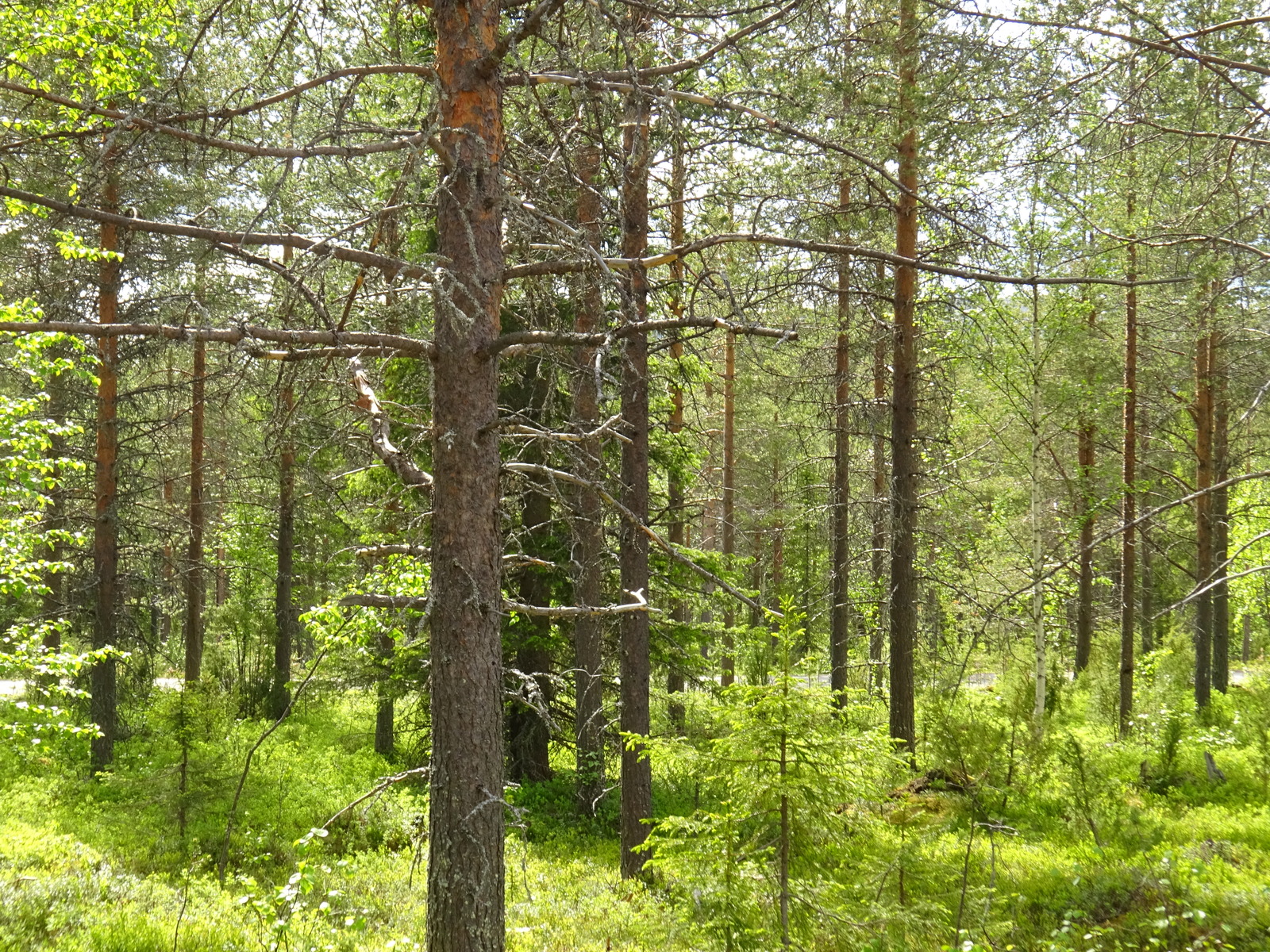 Aurinko paistaa kesäiseen sekametsään.