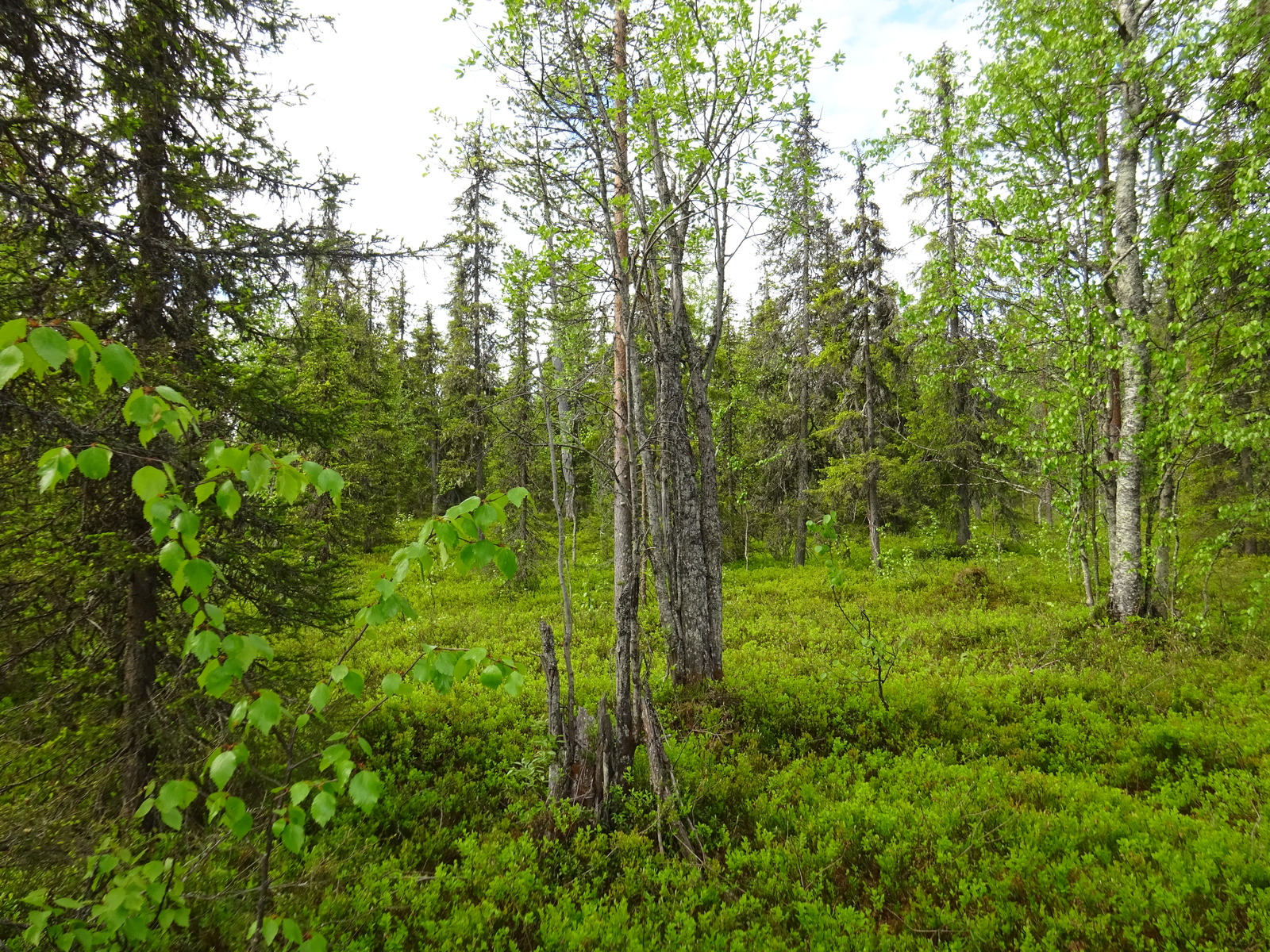 Kesäisessä sekametsässä kasvaa mäntyjä, kuusia ja koivuja. Aluskasvillisuutena on mustikanvarpuja.