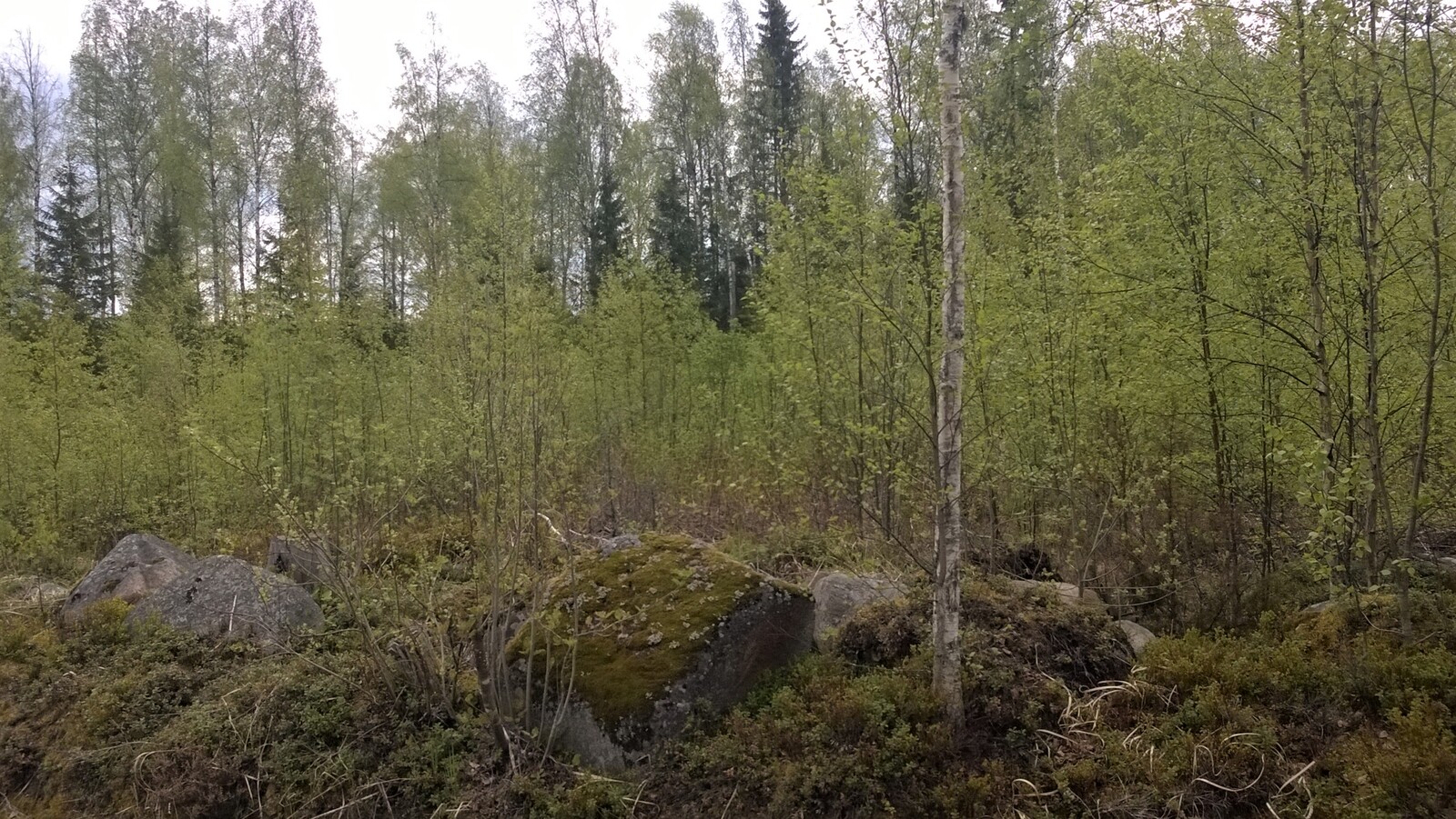 Kivikko lehtipuutaimikossa, jonka takana kasvaa korkeampi metsä.