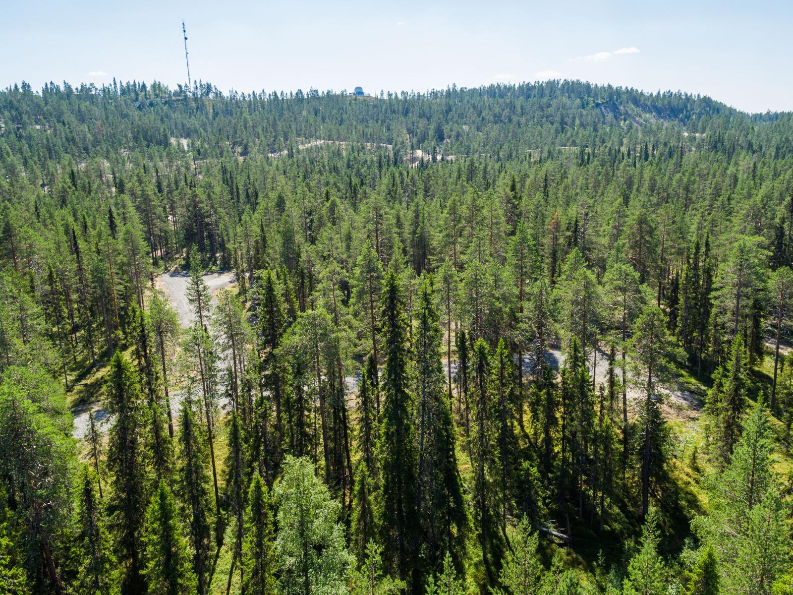 Kesäisessä ilmakuvassa tie haarautuu havumetsässä. Horisontissa kumpuilevaa maastoa ja puhelinmasto.