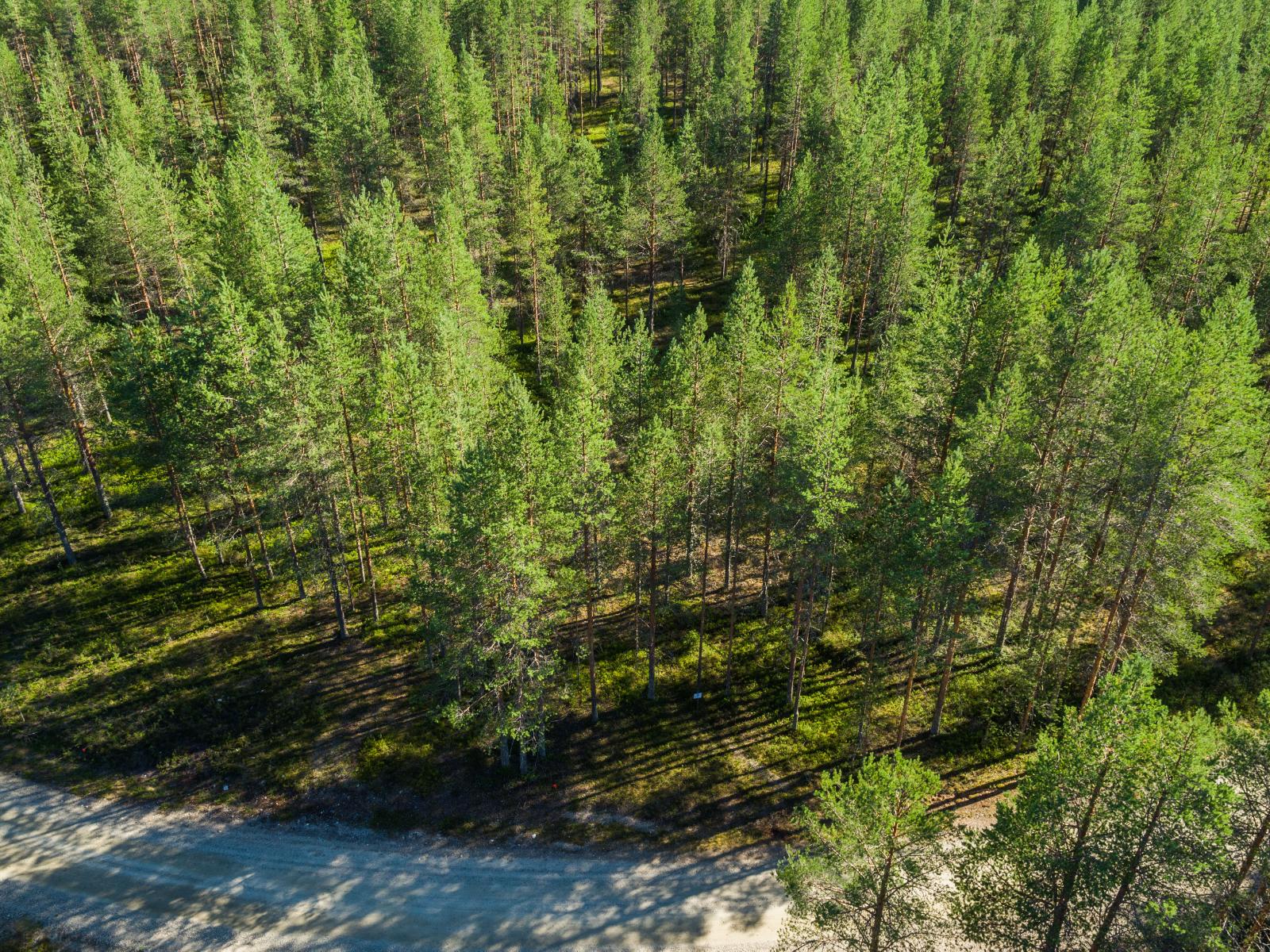 Aurinko paistaa hiekkatietä reunustavaan mäntymetsään ja luo maahan puiden varjoja. Ilmakuva