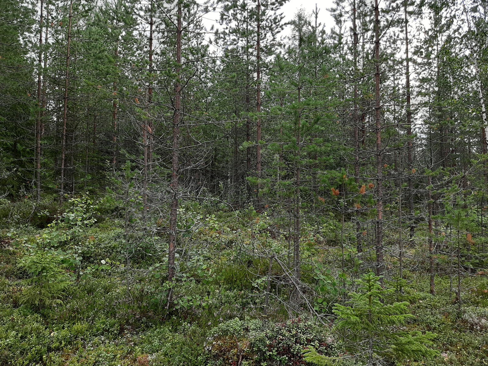 Tiheässä mäntymetsässä kasvaa myös koivun taimia.