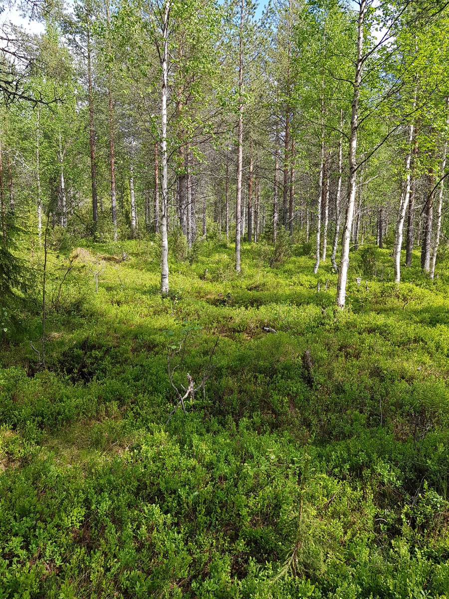 Aurinko paistaa sekametsään, jossa kasvaa koivuja, kuusia, mäntyjä ja katajia.