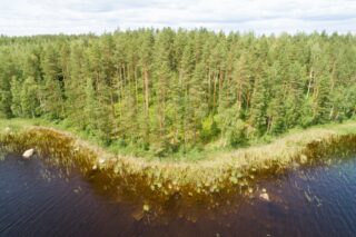 Kesäisen vehreä sekametsä reunustaa järveä kaartuvassa rantaviivassa. Ilmakuva.
