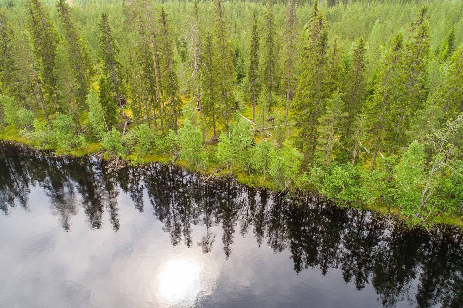 Järveä reunustava kuusivaltainen metsä heijastuu veteen. Metsässä on kaatuneita puita. Ilmakuva.