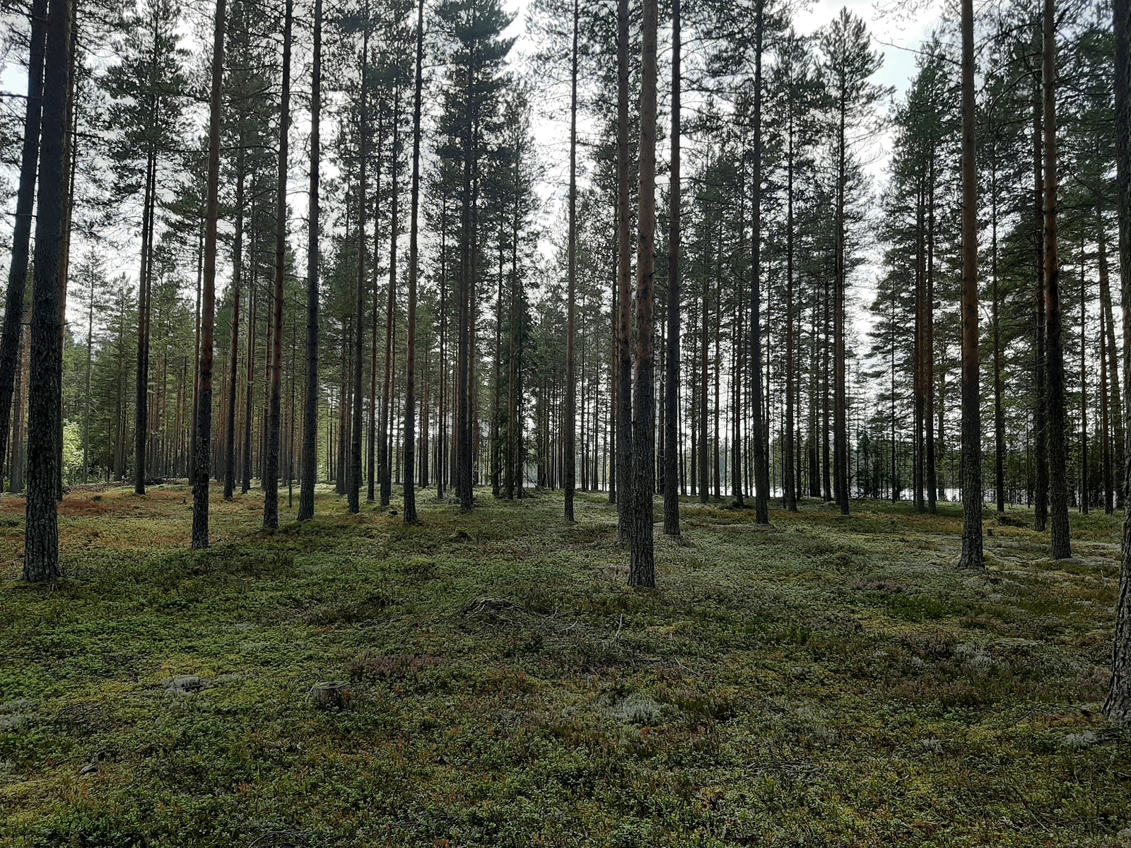 Avaran mäntykankaan takana häämöttää järvi.