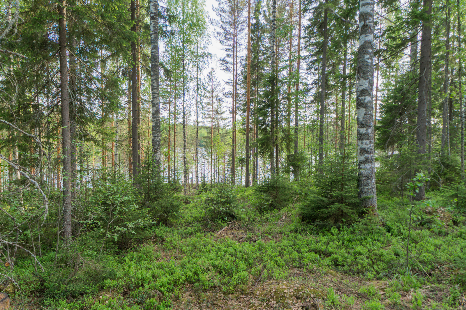 Kesäisen sekametsän takana häämöttää järvi.