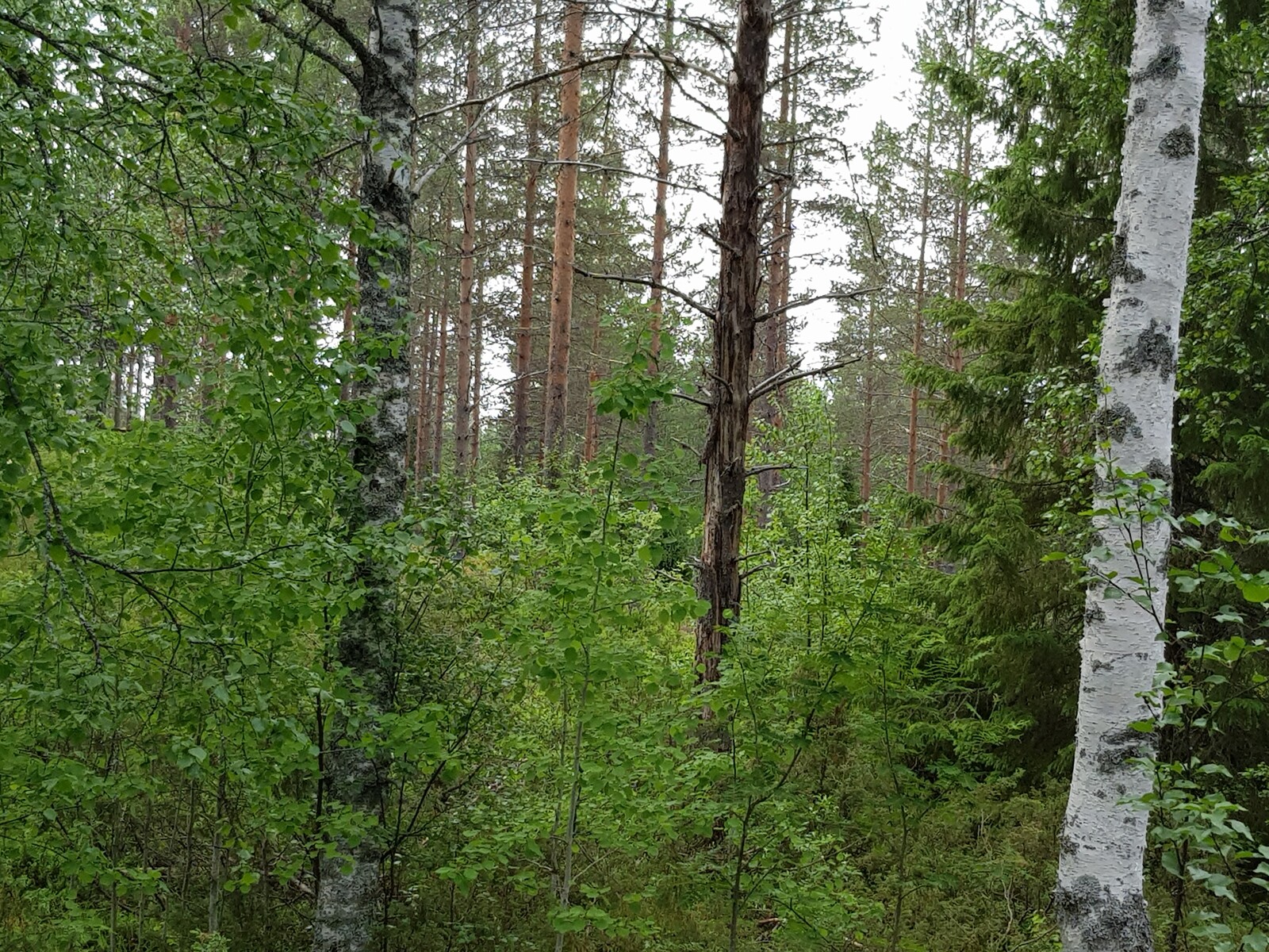 Vehreässä metsässä kasvaa koivuja, katajia, haavan taimia, mäntyjä ja leveitä kuusia.