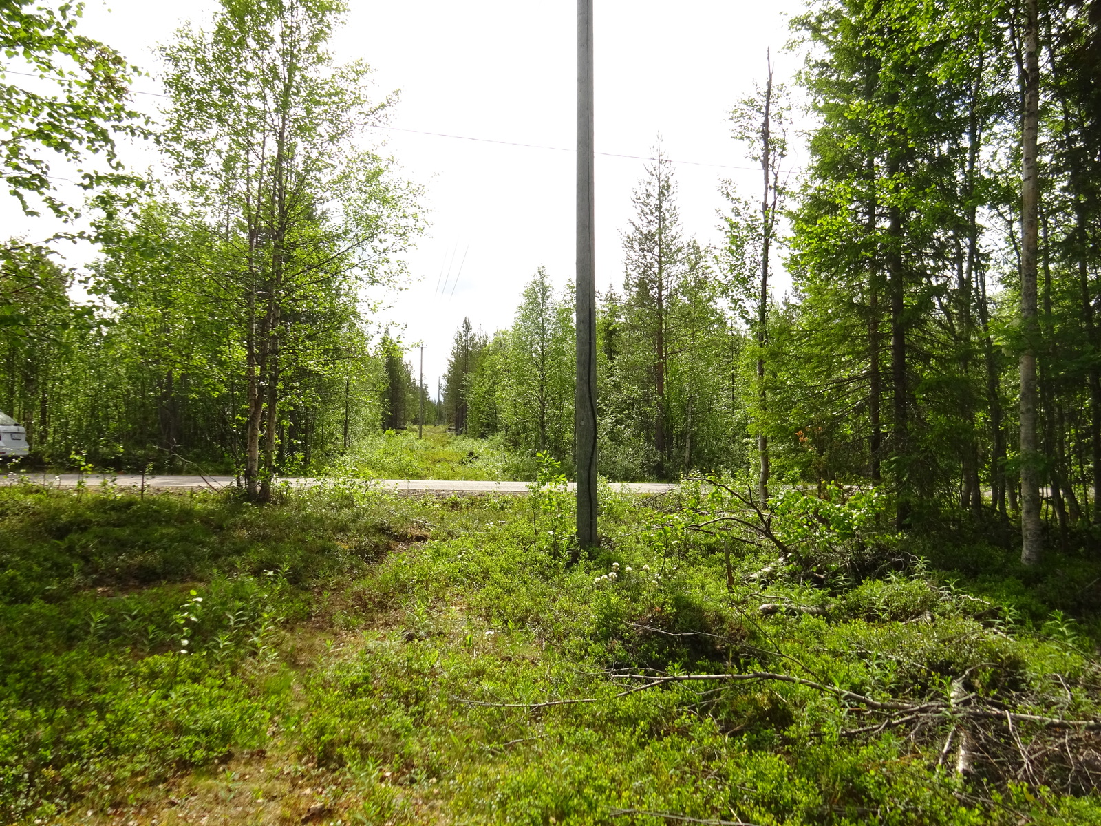 Sähkölinja kulkee kesäisessä sekametsässä. Tie kulkee linjan ali.