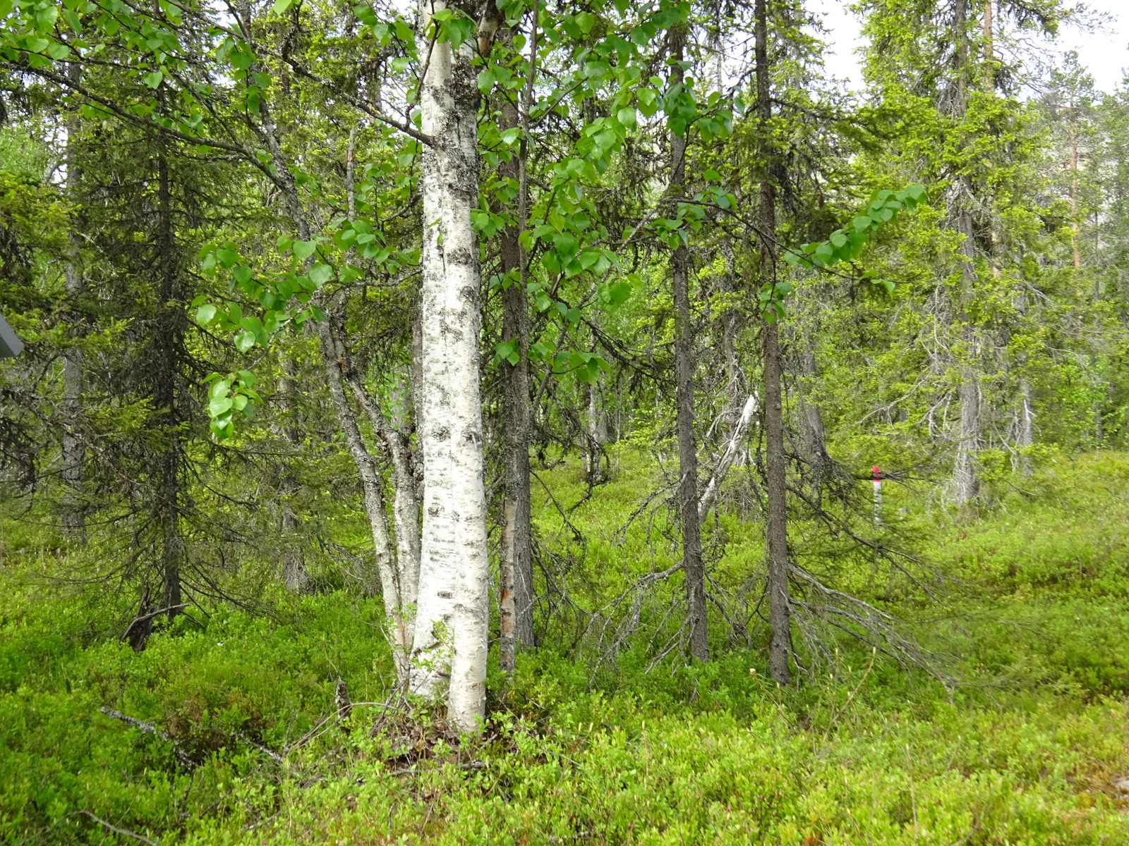 Kesäisessä sekametsässä kasvaa mäntyjä, kuusia ja koivuja. Aluskasvillisuutena on mustikanvarpuja.
