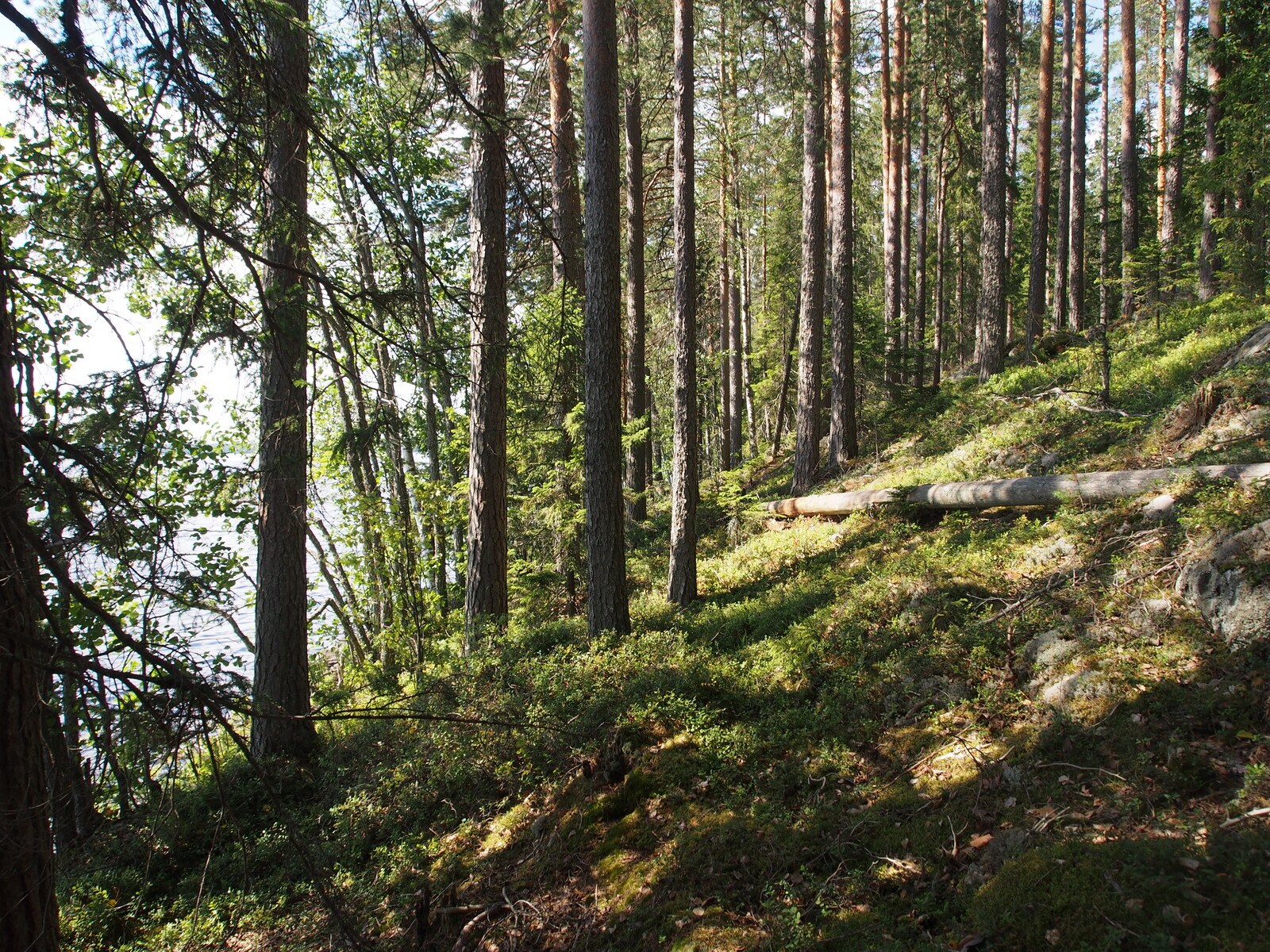 Rantaan laskeutuvassa rinteessä kasvaa kesäinen sekametsä. Maassa on kaatunut puu.