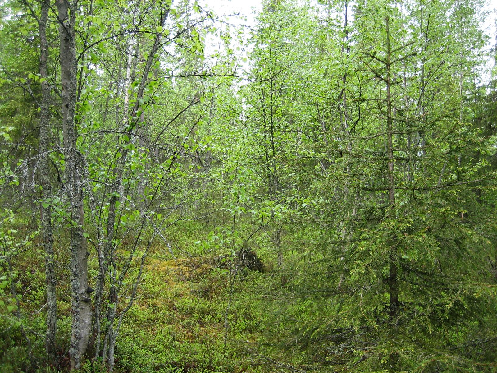 Kesäisessä sekametsässä kasvaa koivuja, kuusia ja mäntyjä.