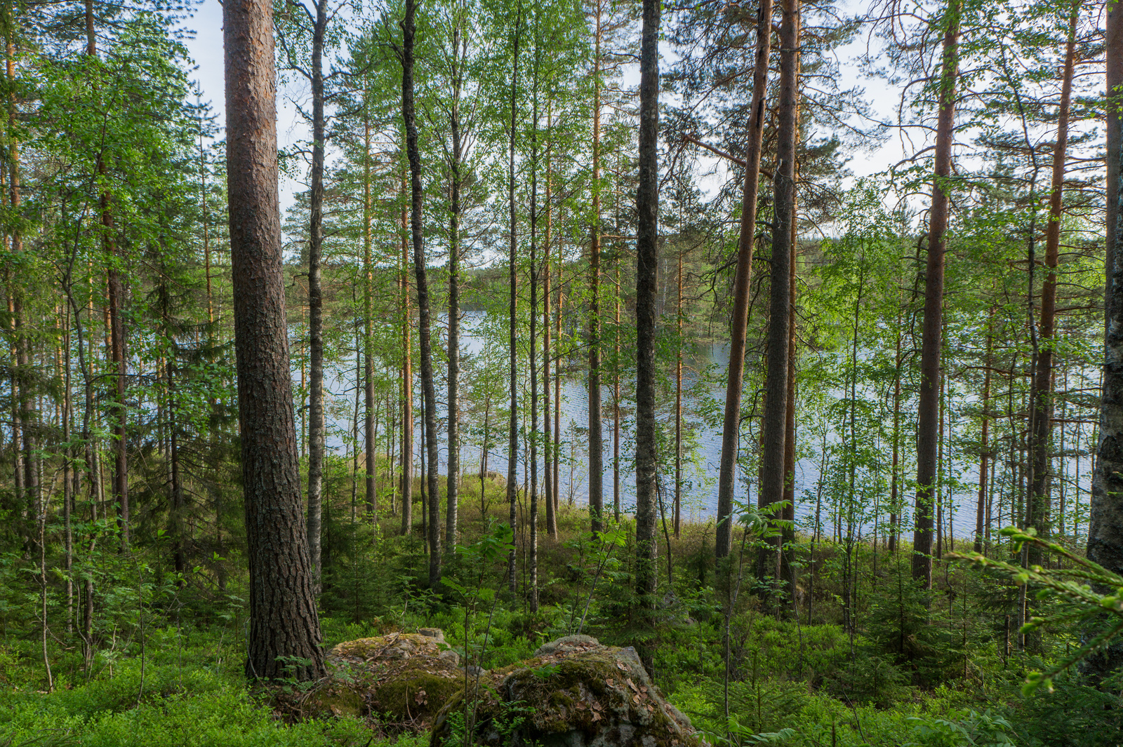 Rantaan laskeutuvassa loivassa rinteessä kasvaa kesäinen sekametsä. Sen takana avautuu järvimaisema.