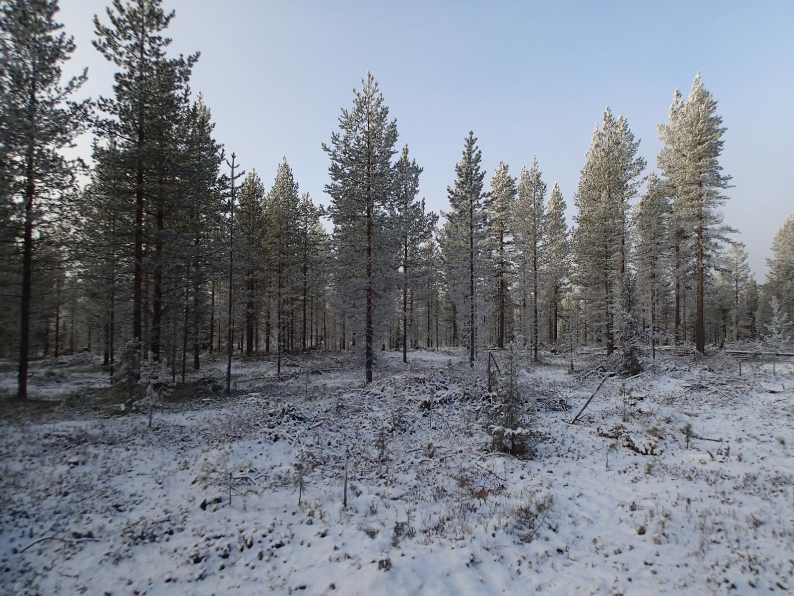 Ohuen lumikerroksen peittämä kangasmetsä