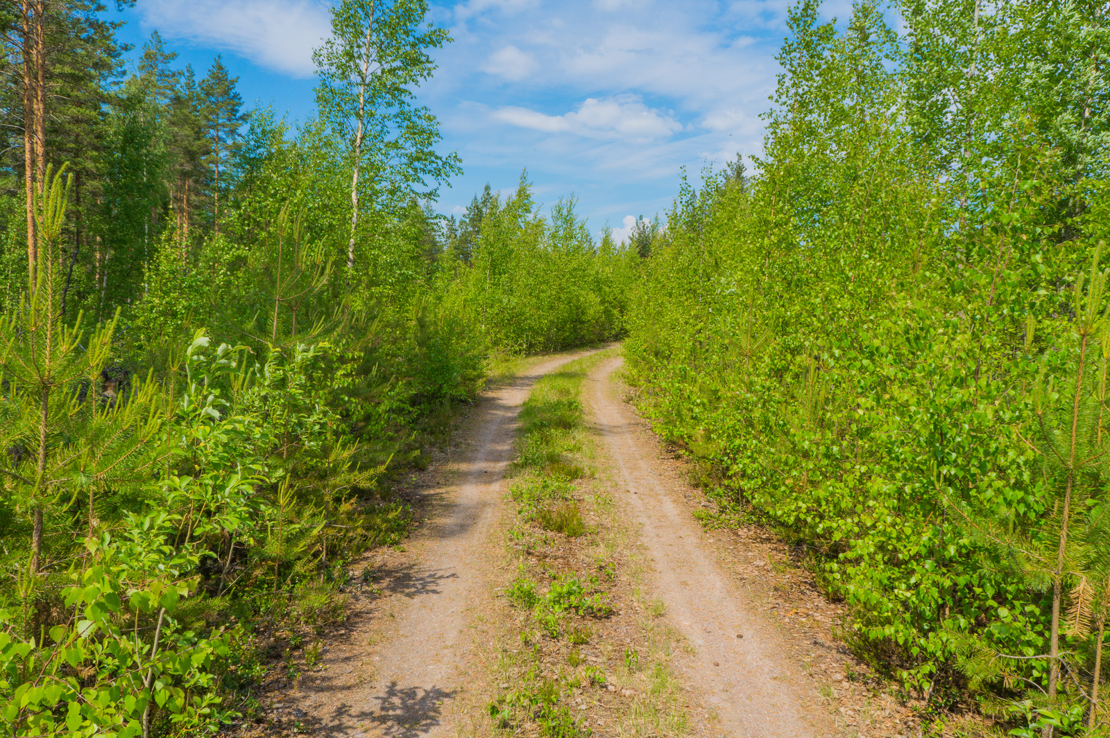 Hiekkatie kulkee vehreän kesäisen taimikon läpi. Taivaalla on poutapilviä.