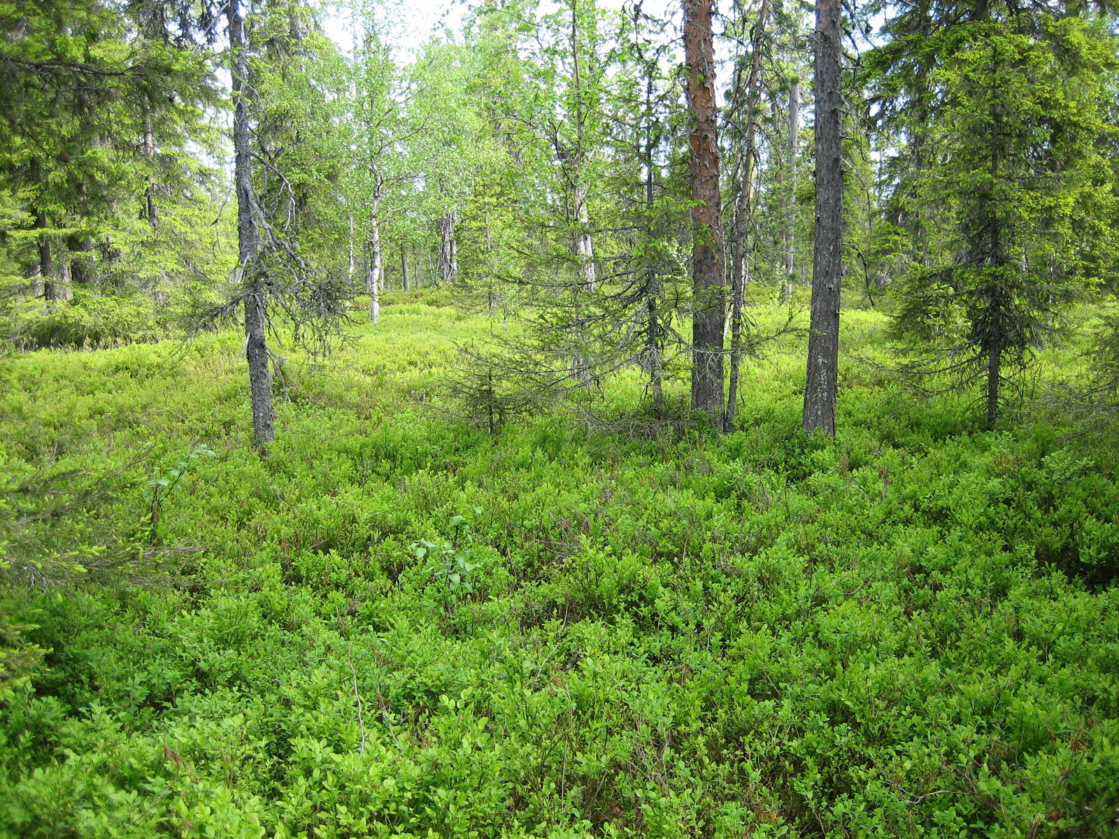 Kuusivaltaisessa metsässä kasvaa myös koivuja. Aluskasvillisuutena on runsaasti mustikanvarpuja.