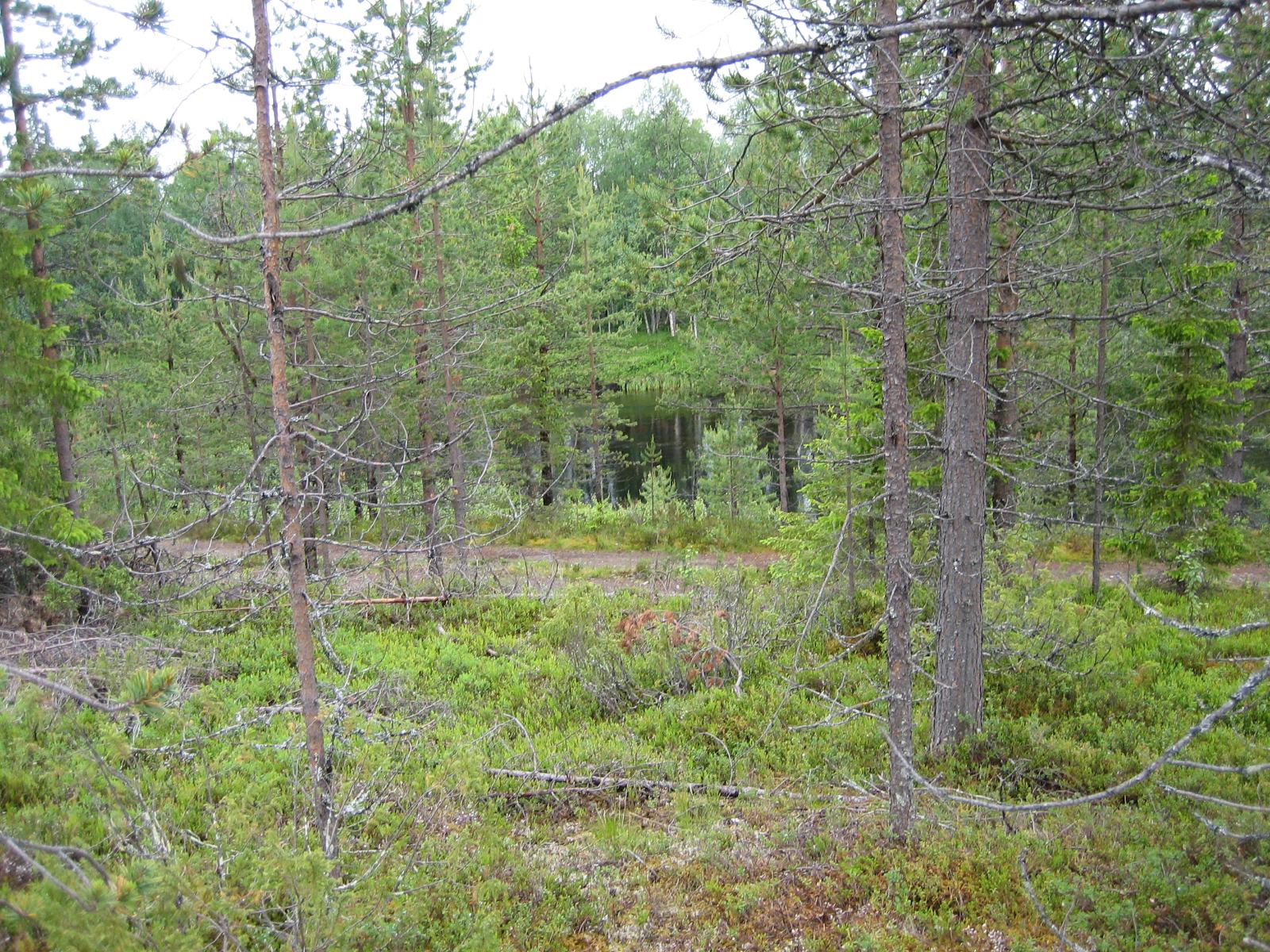 Mökkitie kulkee metsän halki Kemijoen varrella.
