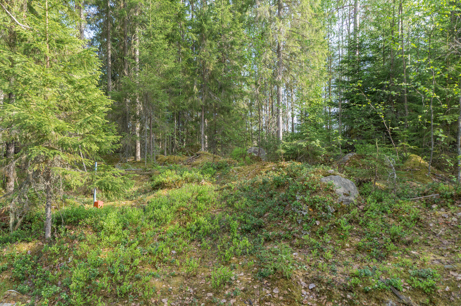 Kesäinen sekametsä kasvaa loivasti nousevassa rinteessä, jossa on kivikkoa.