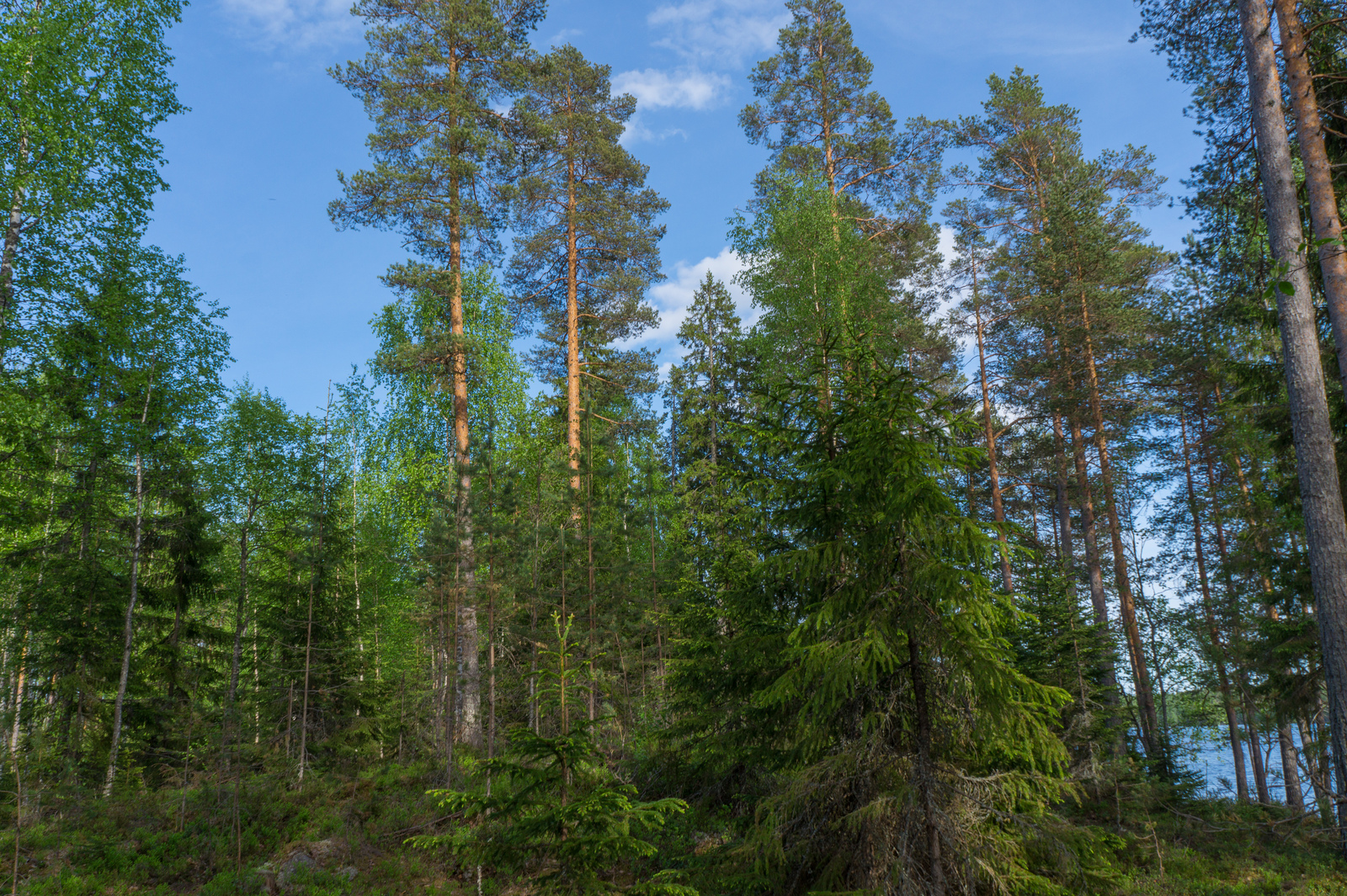 Sekametsän korkeat männyt kurkottavat kohti lähes pilvetöntä taivasta. Taustalla häämöttää järvi.