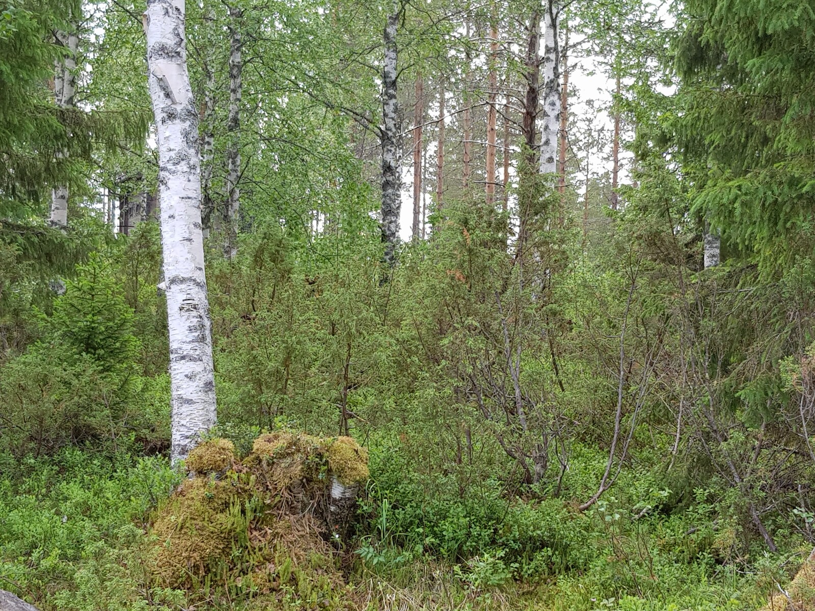 Vehreässä metsässä kasvaa koivuja, katajia, mäntyjä ja leveitä kuusia. Etualalla on kanto.
