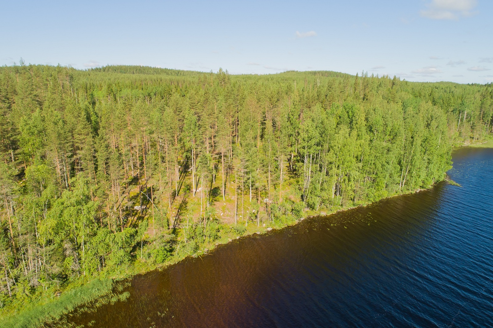 Järvimaisemassa rantaviivasta alkaa loivasti kumpuileva maasto ja kesäinen sekametsä. Ilmakuva.