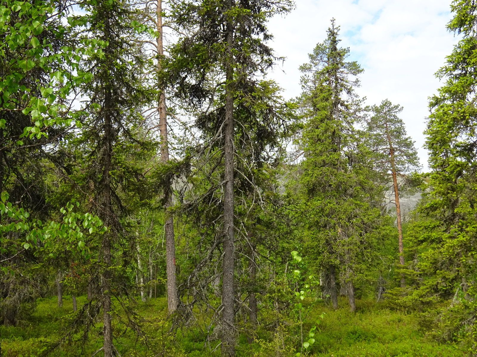 Kesäisessä sekametsässä kasvaa mäntyjä, kuusia ja koivuja. Puiden takana häämöttää Luostotunturi.