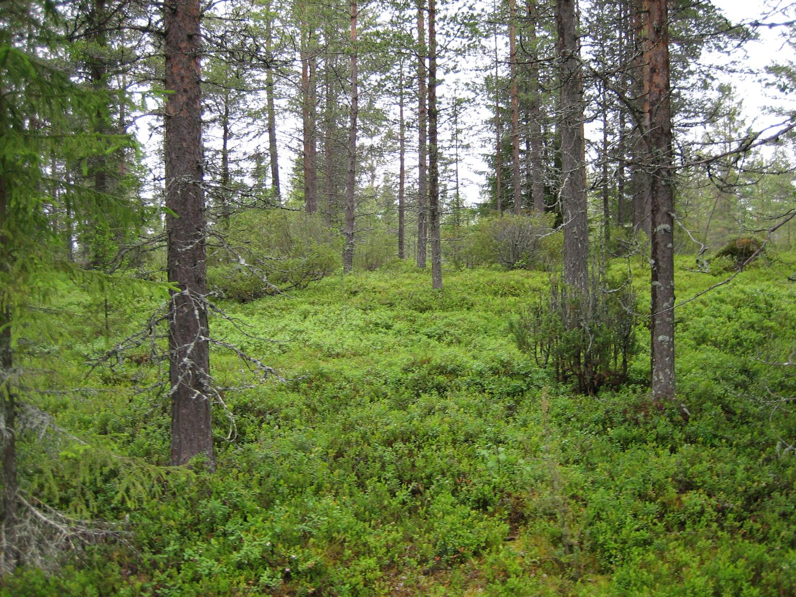 Useita katajia mäntyjen ja kuusten seassa.