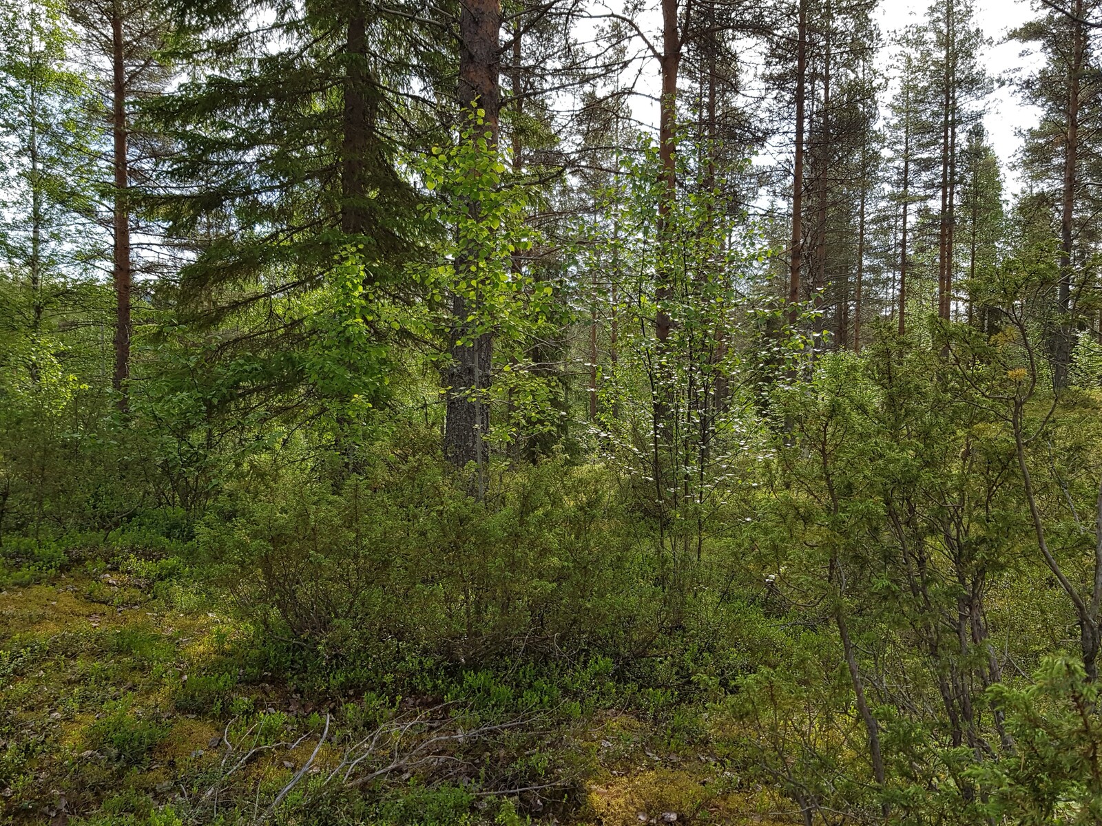 Sekametsän edustalla kasvaa katajia ja koivun taimia.