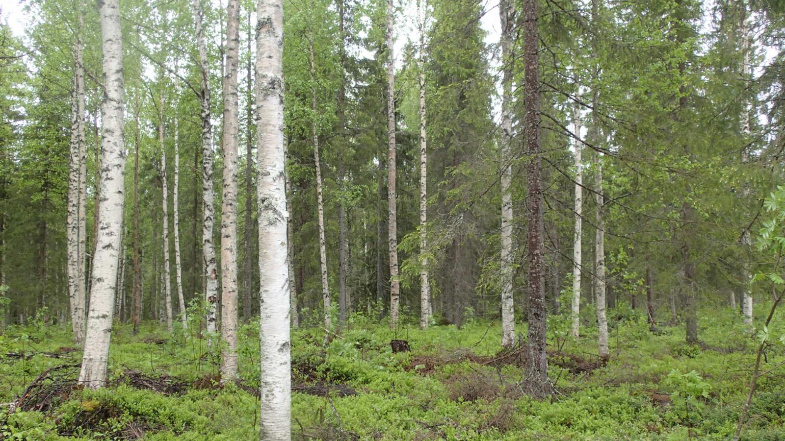 Kesäisessä sekametsässä kasvaa koivuja, kuusia ja mäntyjä.