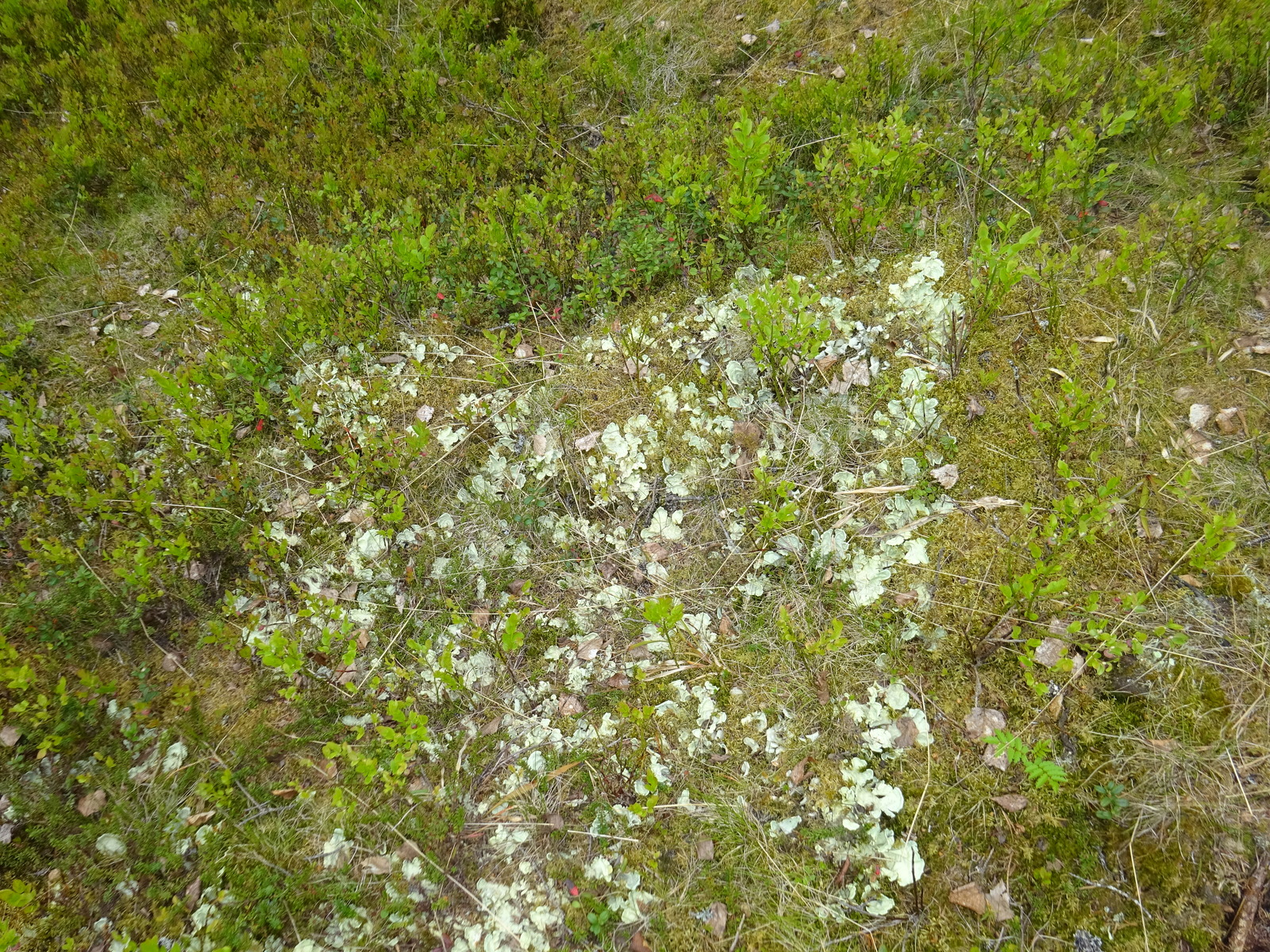 Kenttäkerroksessa kasvaa muun muassa sammaleita, lehtijäkälää ja mustikanvarpuja.