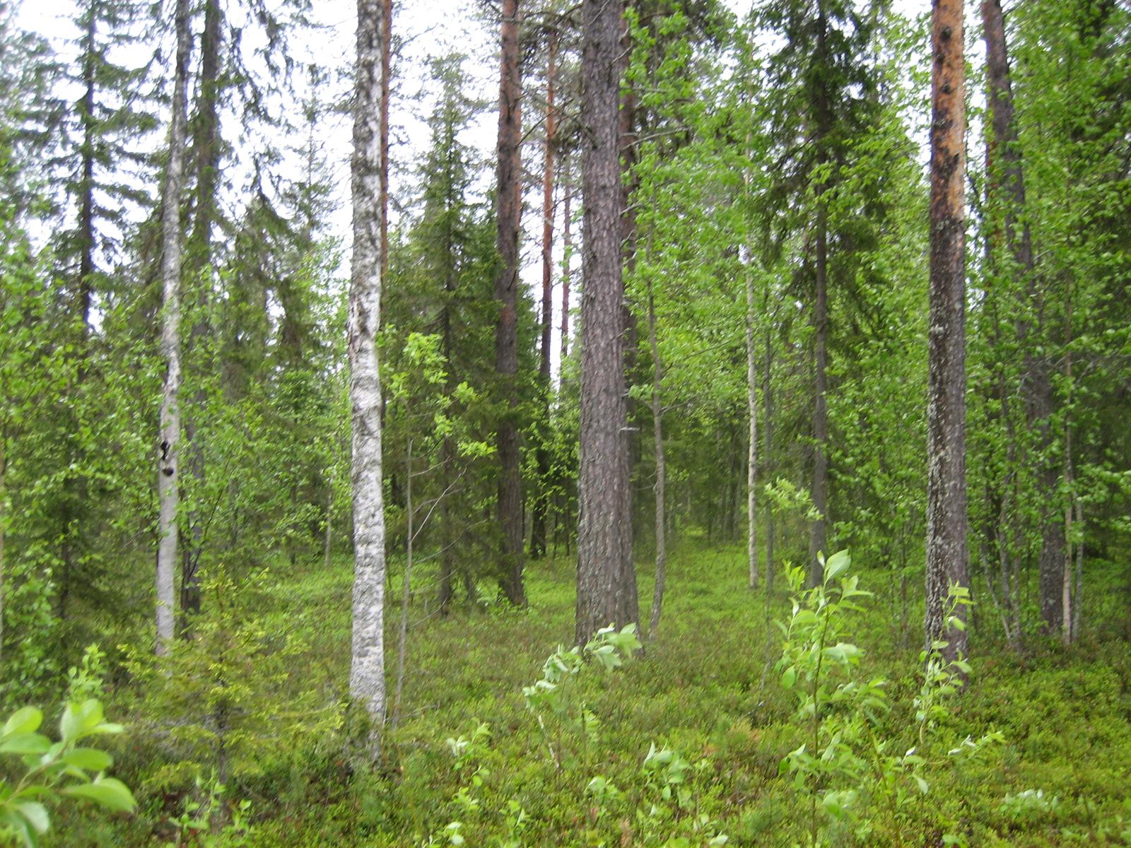 Kesäisessä sekametsässä kasvaa koivuja, kuusia, mäntyjä ja pajuja.