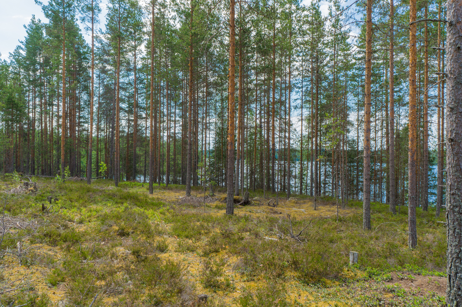 Puuttoman alueen takana kasvaa mäntyvaltainen metsä. Puiden takana häämöttää järvimaisema.