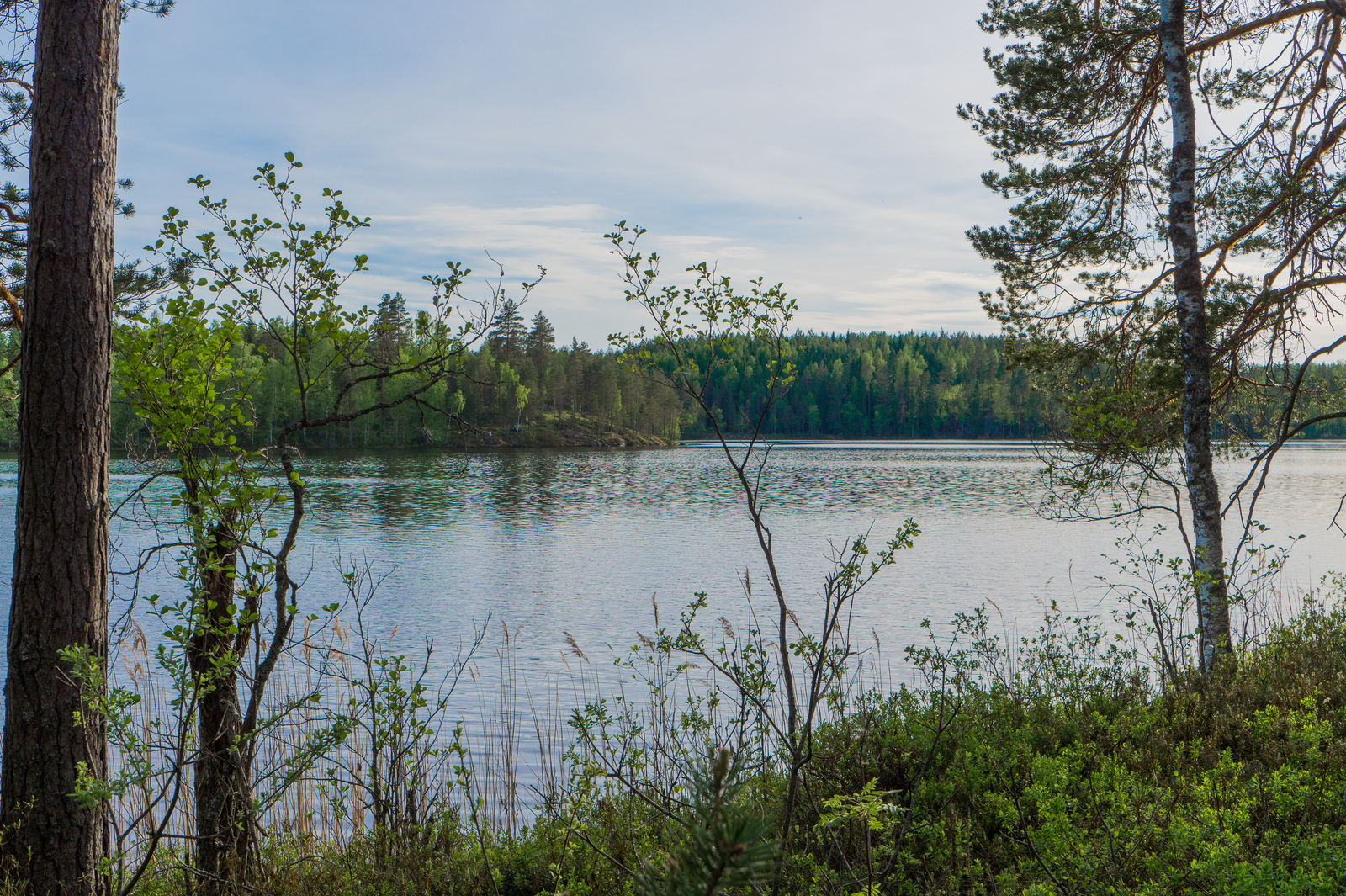 Muutaman rannalla kasvavan puun takana avautuu kesäinen järvimaisema. Vastarannalla on kallio.