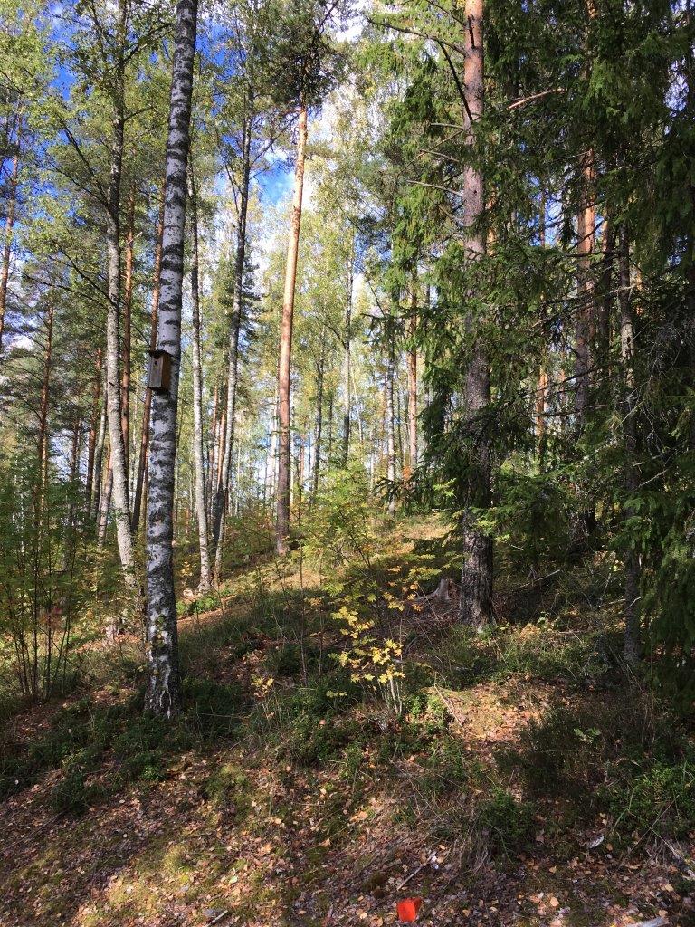 Syksyinen sekametsä kasvaa rinteessä. Koivussa on linnunpönttö, ja etualalalla rajapyykki.