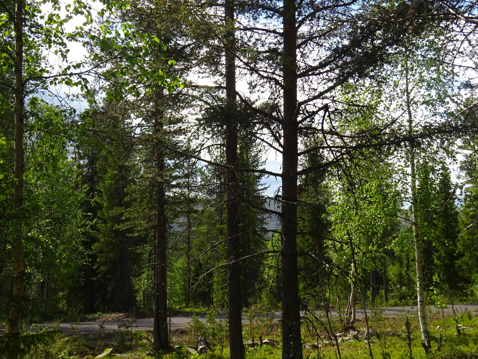Tie kulkee puiden takana ja taka-alalla pilkottaa puuton tunturi.
