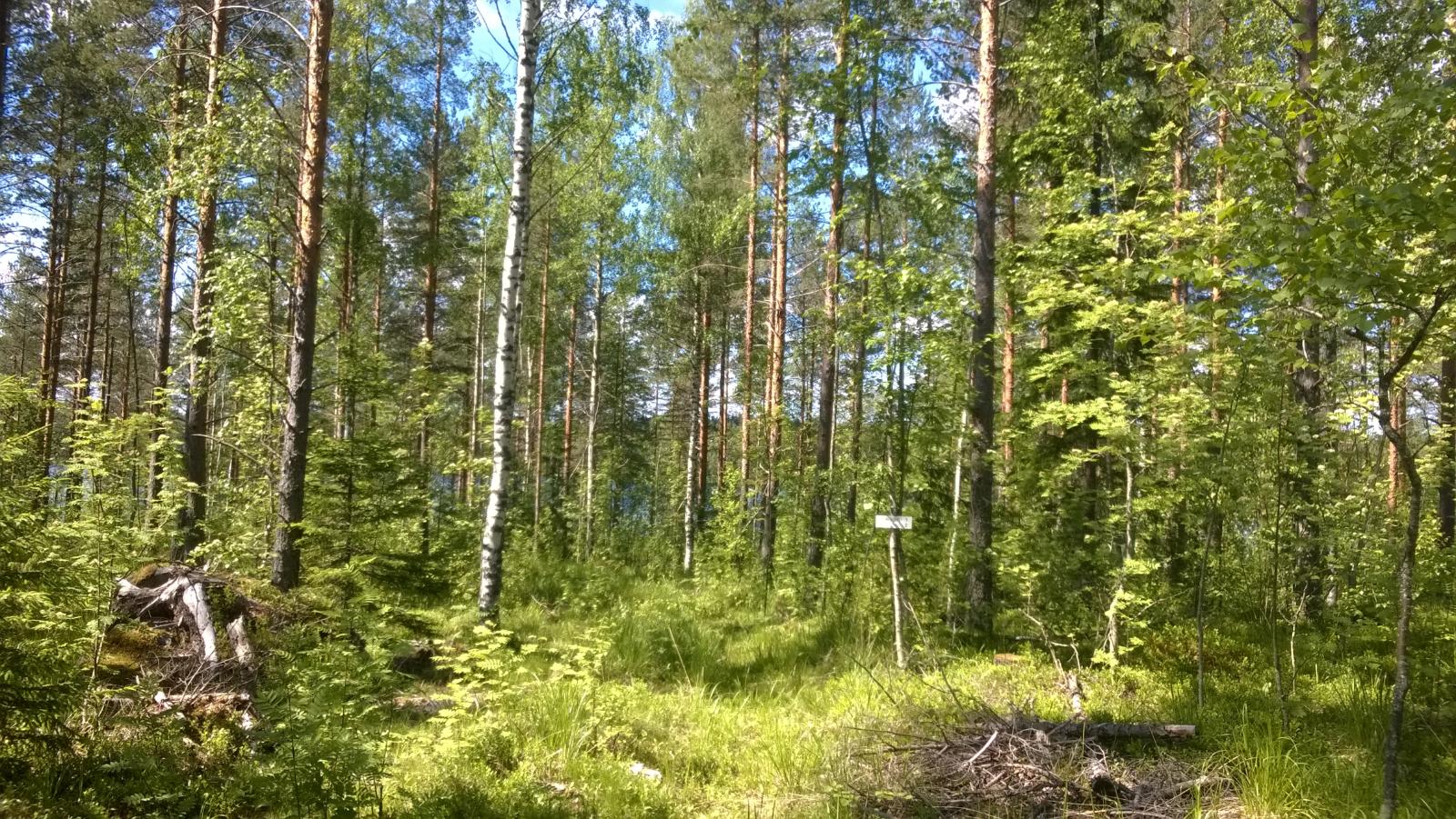 Vehreän sekametsän edustalla oleva puuton alue kylpee auringonpaisteessa.