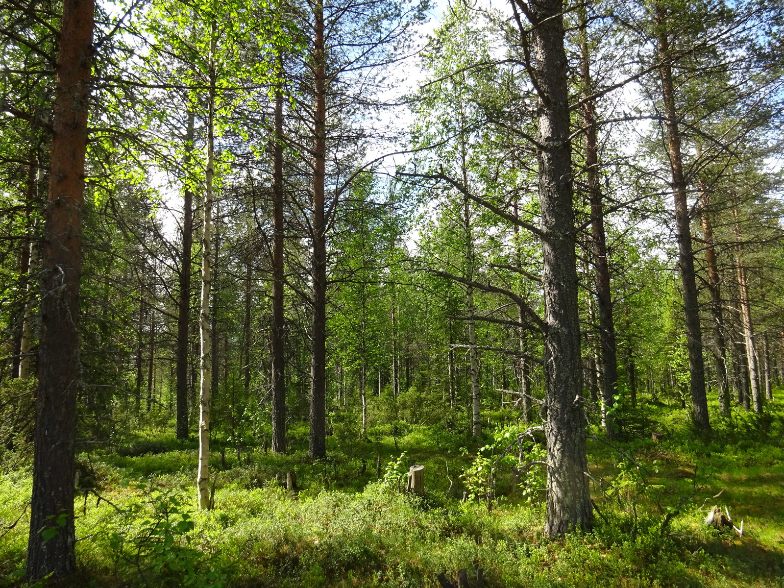 Aurinko paistaa havupuuvaltaiseen sekametsään. Koivuissa on tuoreet lehdet.