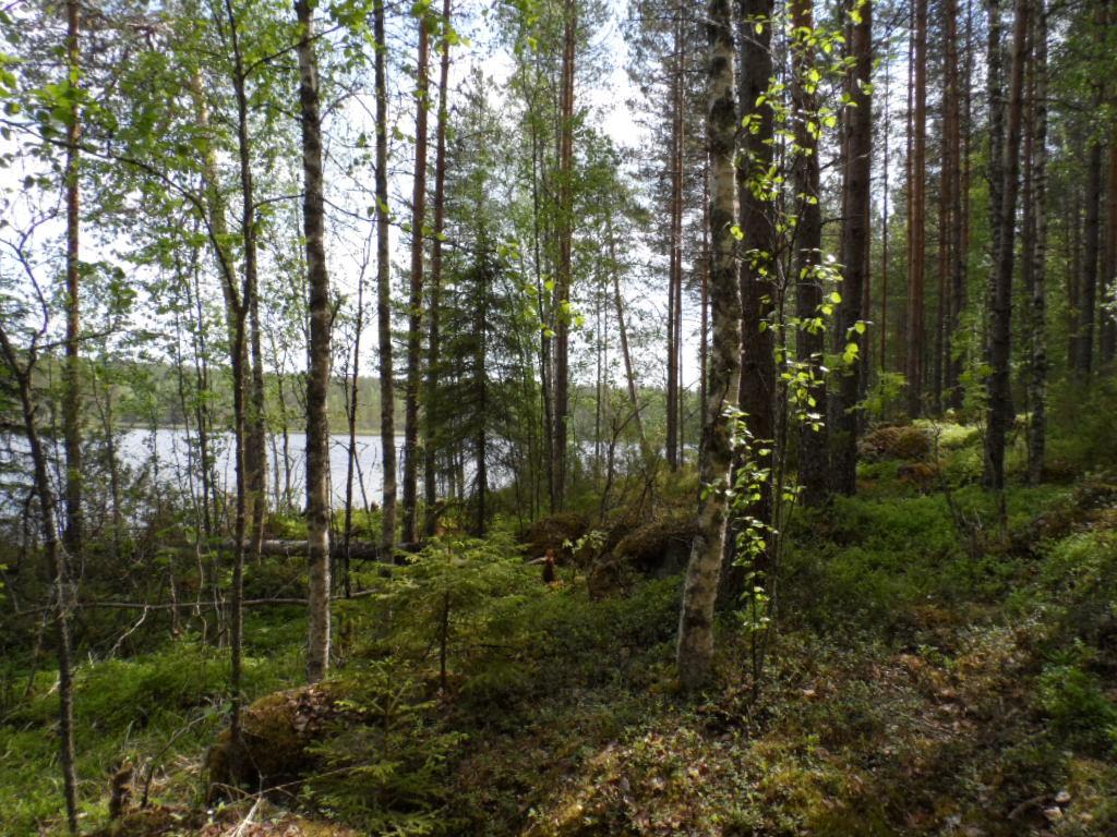 Rannalla kasvavan kesäisen sekametsän takana häämöttää järvi.