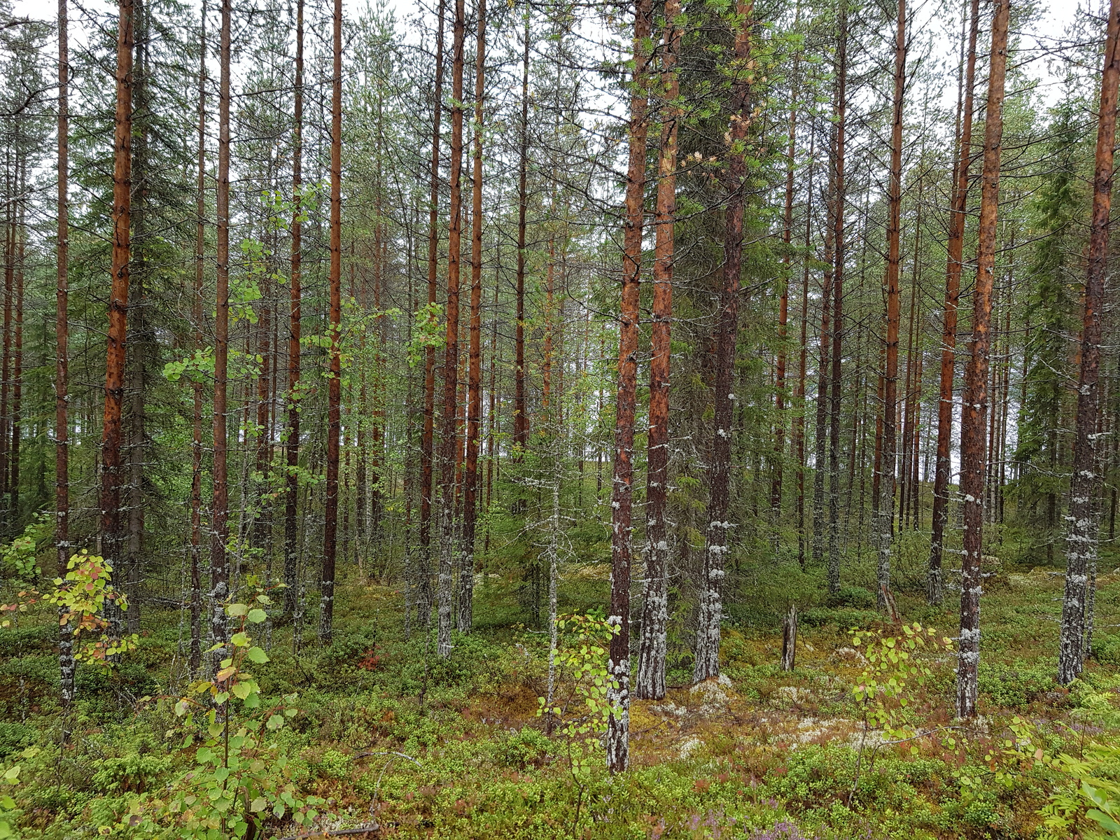 Mäntyvaltaisessa metsässä kasvaa myös kuusia ja nuoria lehtipuita.