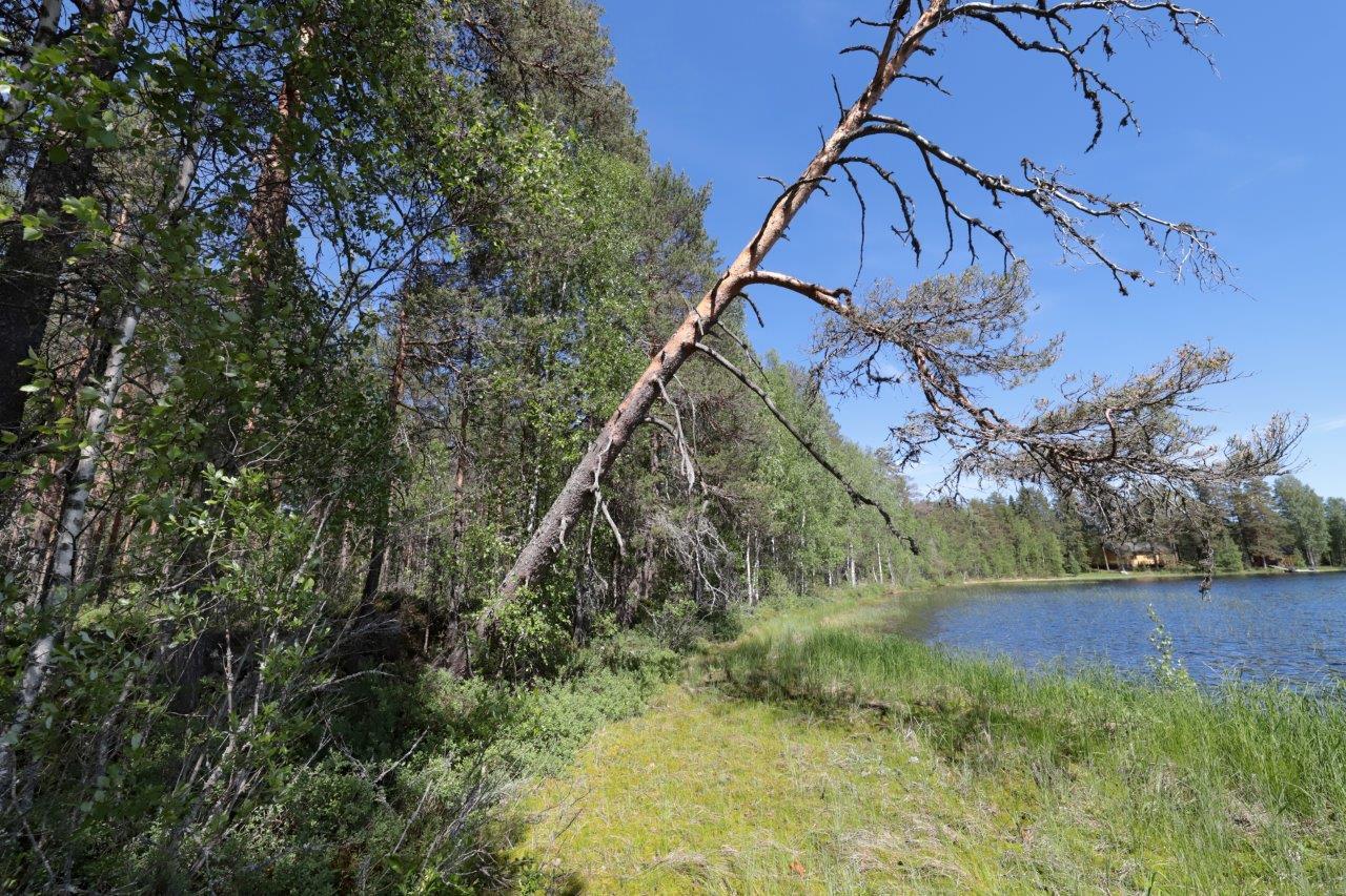 Kesäinen sekametsä järven rannalla. Mänty on kallellaan kohti järveä ja vastarannalla on mökki.