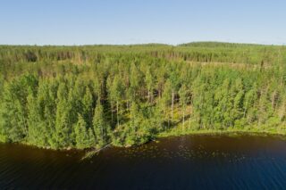 Järven rannasta alkaa horisonttiin jatkuva kesäinen sekametsä. Taustalla on hakkuuaukkoja. Ilmakuva.