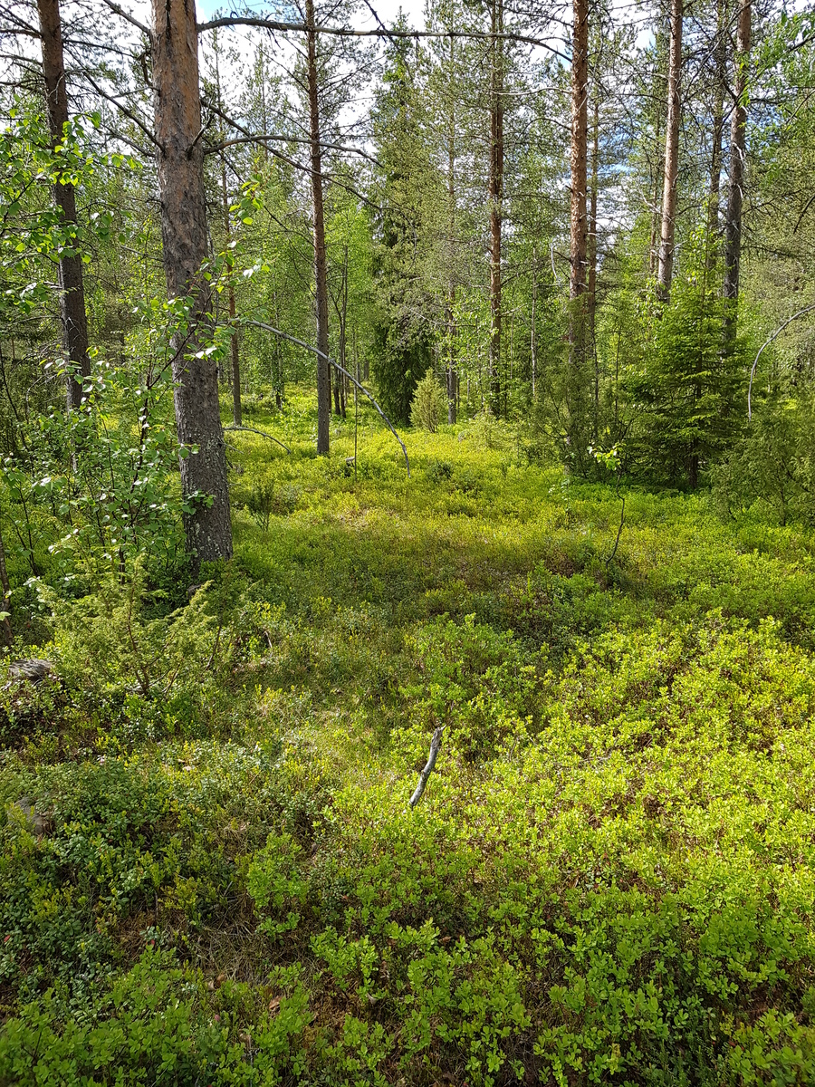 Kesäisessä sekametsässä kasvaa mäntyjä, kuusia, katajia ja koivuja.