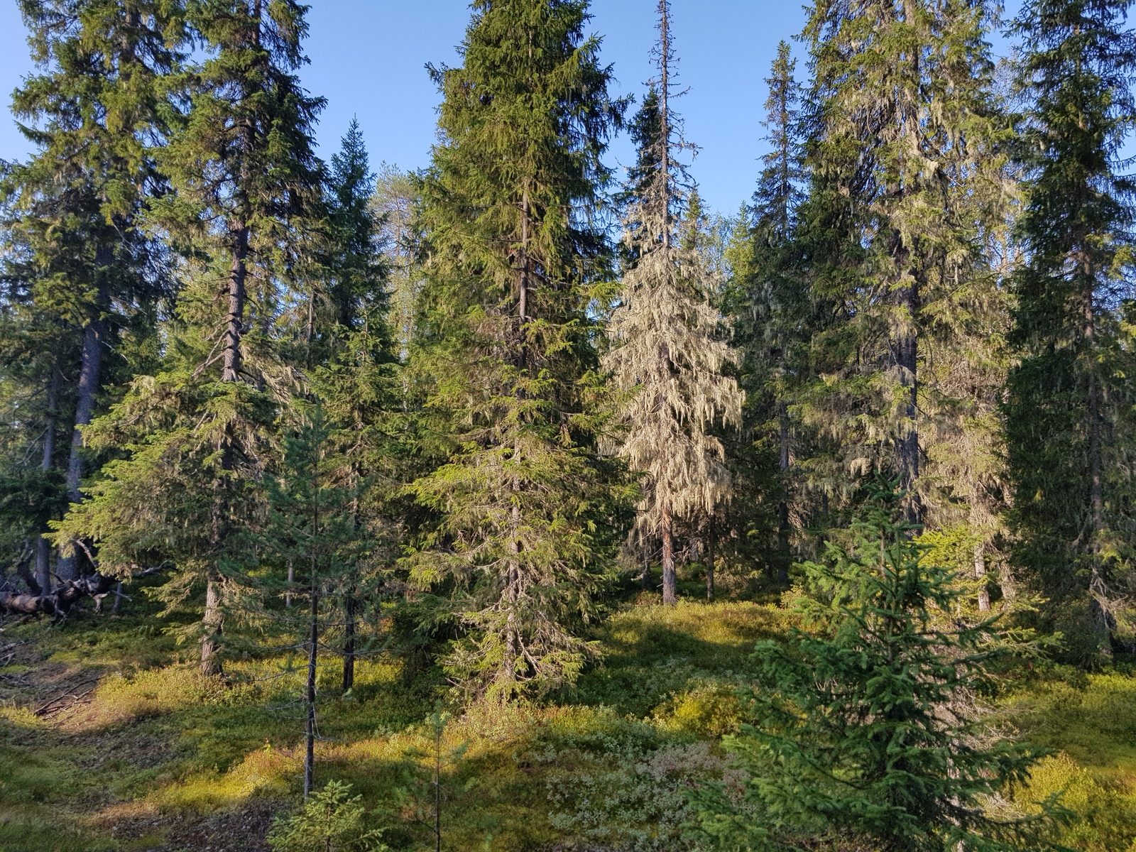 Aurinko paistaa runsaskasvuiseen kuusimetsään.