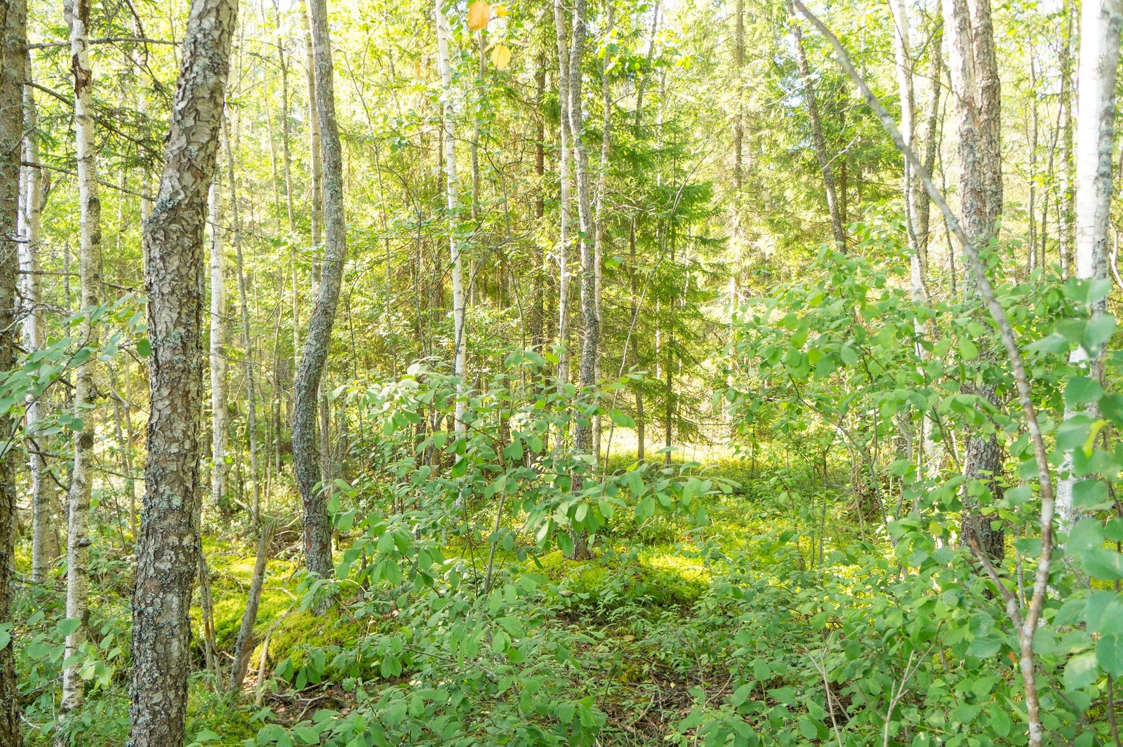Aurinko paistaa kesäisen vehreään sekametsään.
