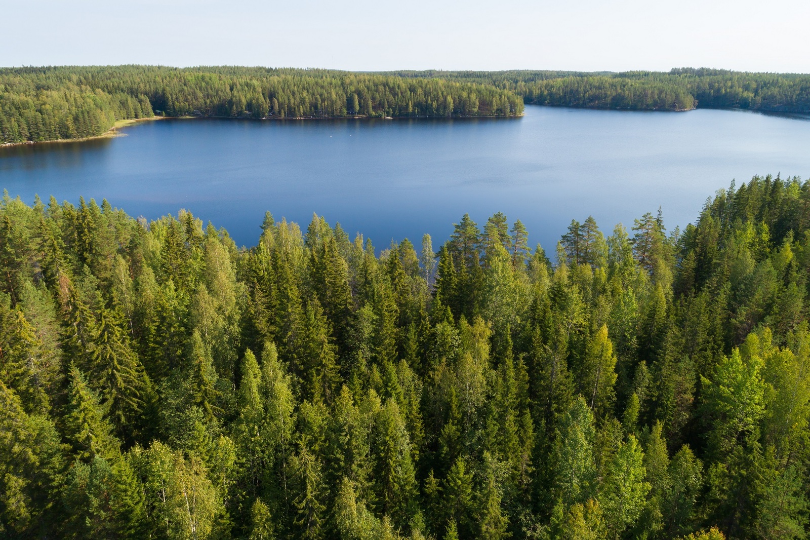 Kesäisen sekametsän latvuston takana avautuu järvimaisema. Vastarannalla metsää. Ilmakuva.
