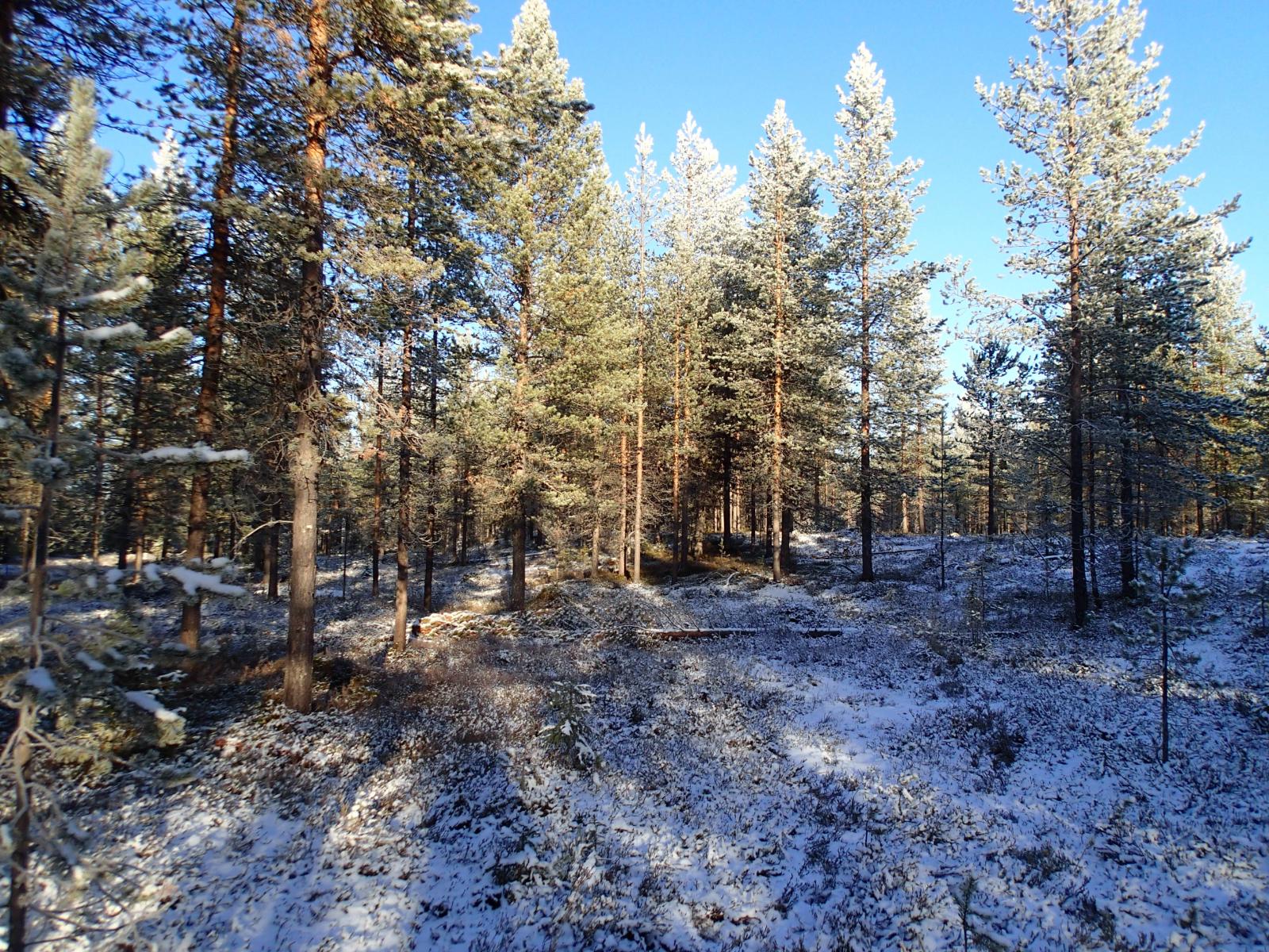 Ohut lumikerros peittää havumetsän aurinkoisena päivänä.