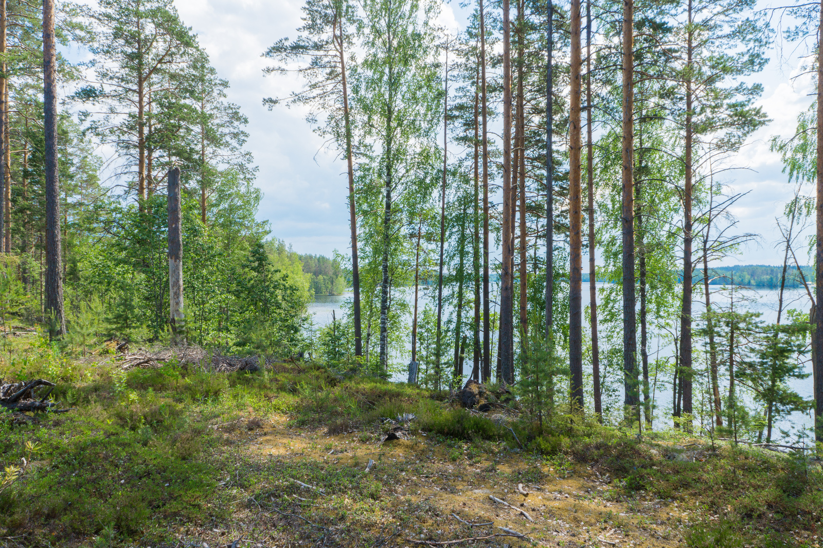 Rannalla kasvavien puiden takana häämöttää järvimaisema. Etualalla on puuton alue.
